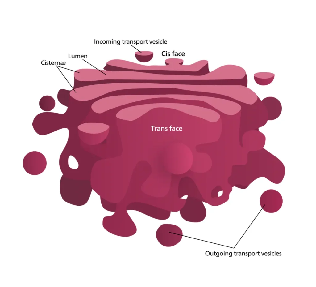 Structure of the Golgi Apparatus