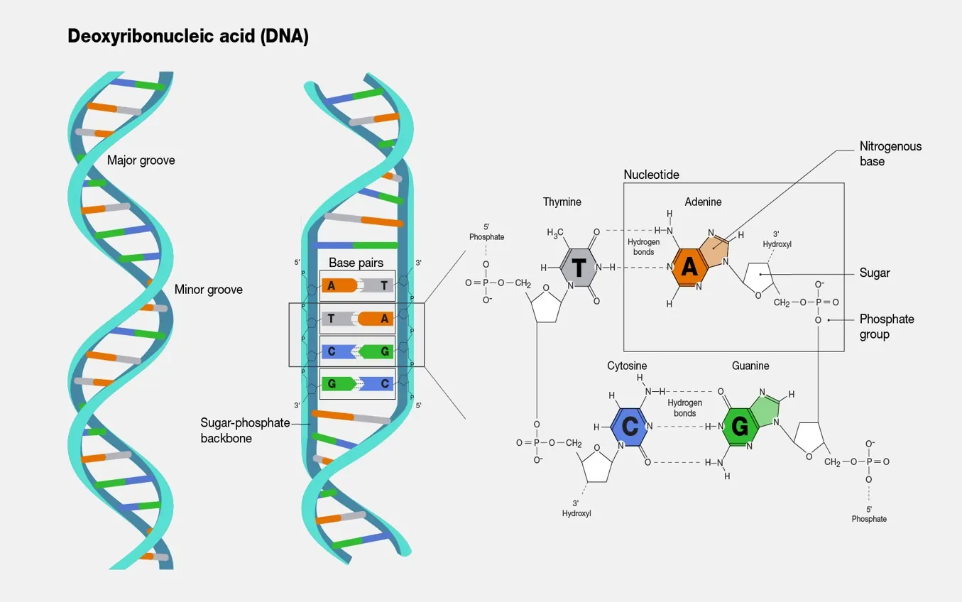 The Fundamental Structure of DNA. The Fundamental Structure of DNA