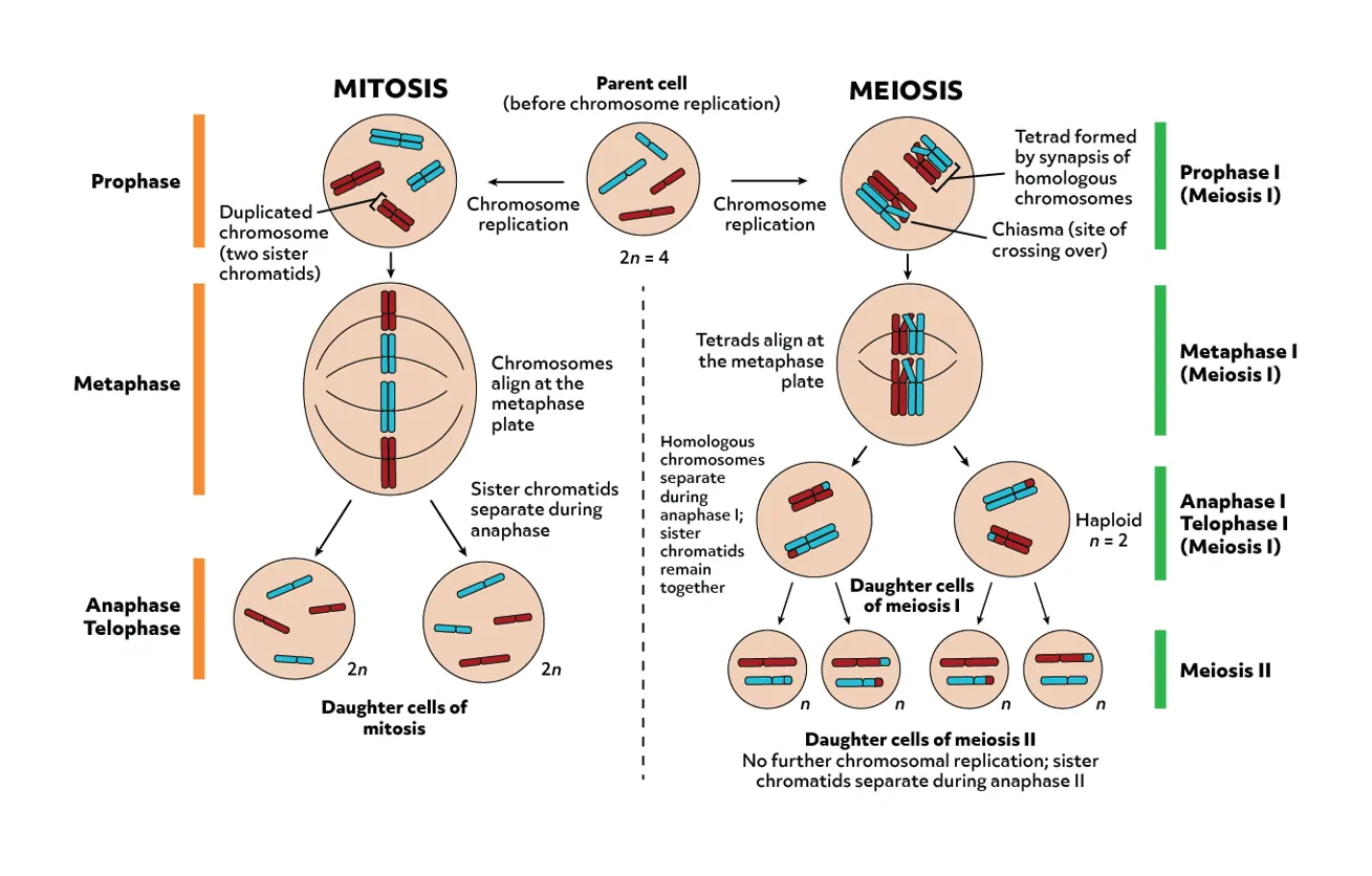 The Role of Chromosomes in Cell Division: Mitosis and Meiosis
