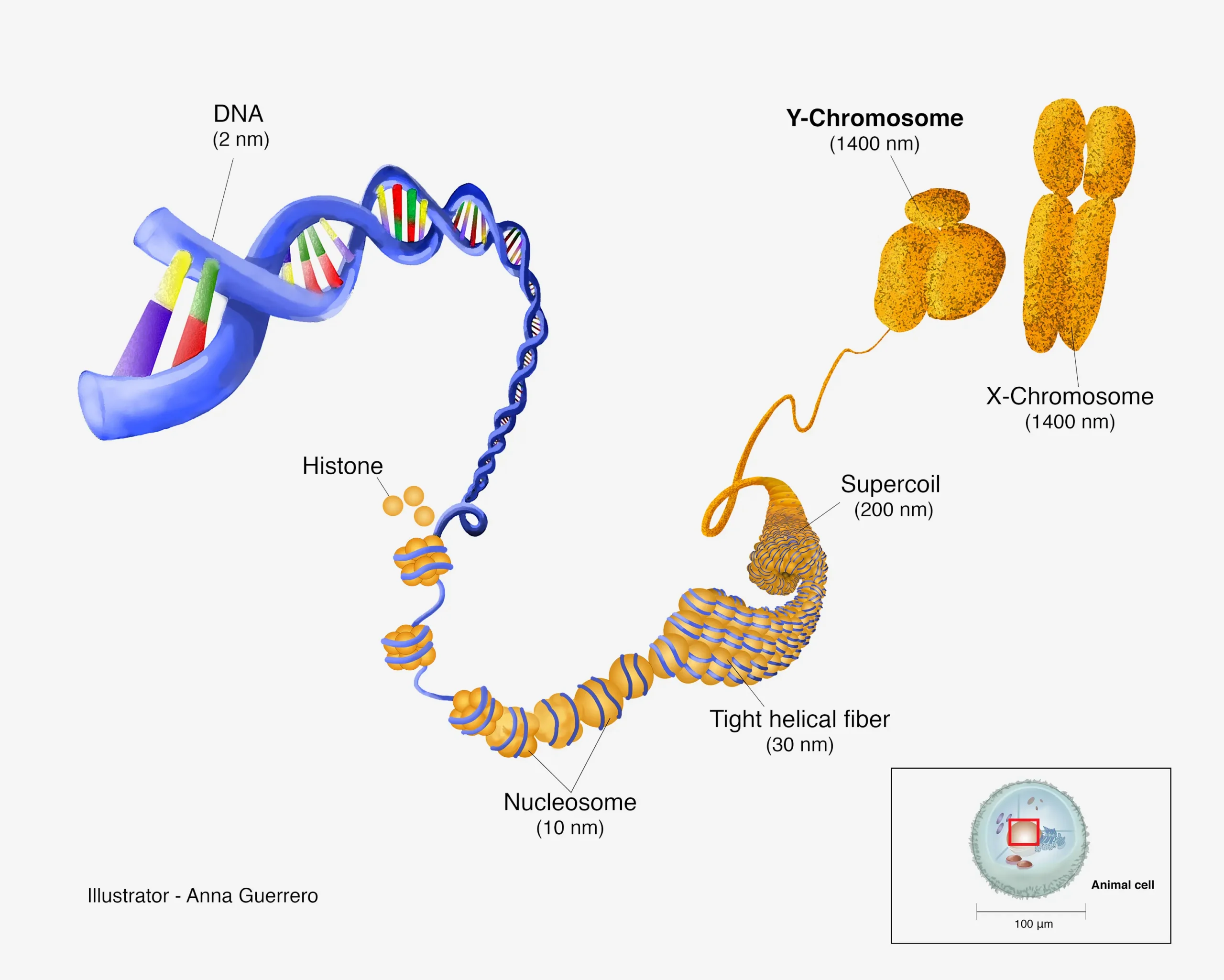 Y-Chromosome in Animals