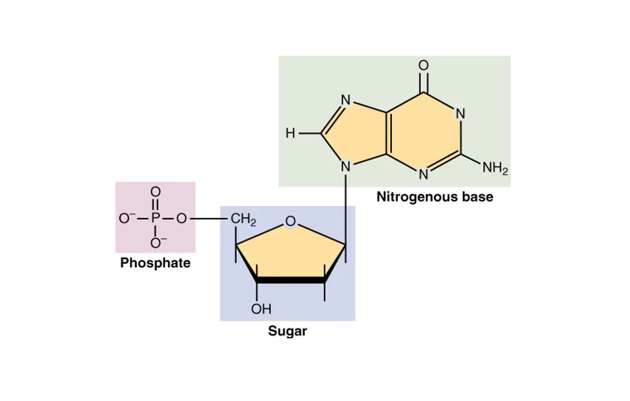 Three Main Parts of a Nucleotide: Sugar Group, Nitrogenous Base, and, Phosphate Group. Three Main Parts of a Nucleotide: Sugar Group, Nitrogenous Base, and, Phosphate Group