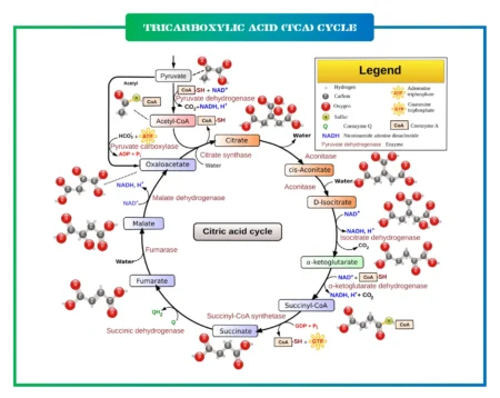 Tricarboxylic Acid (TCA) Cycle