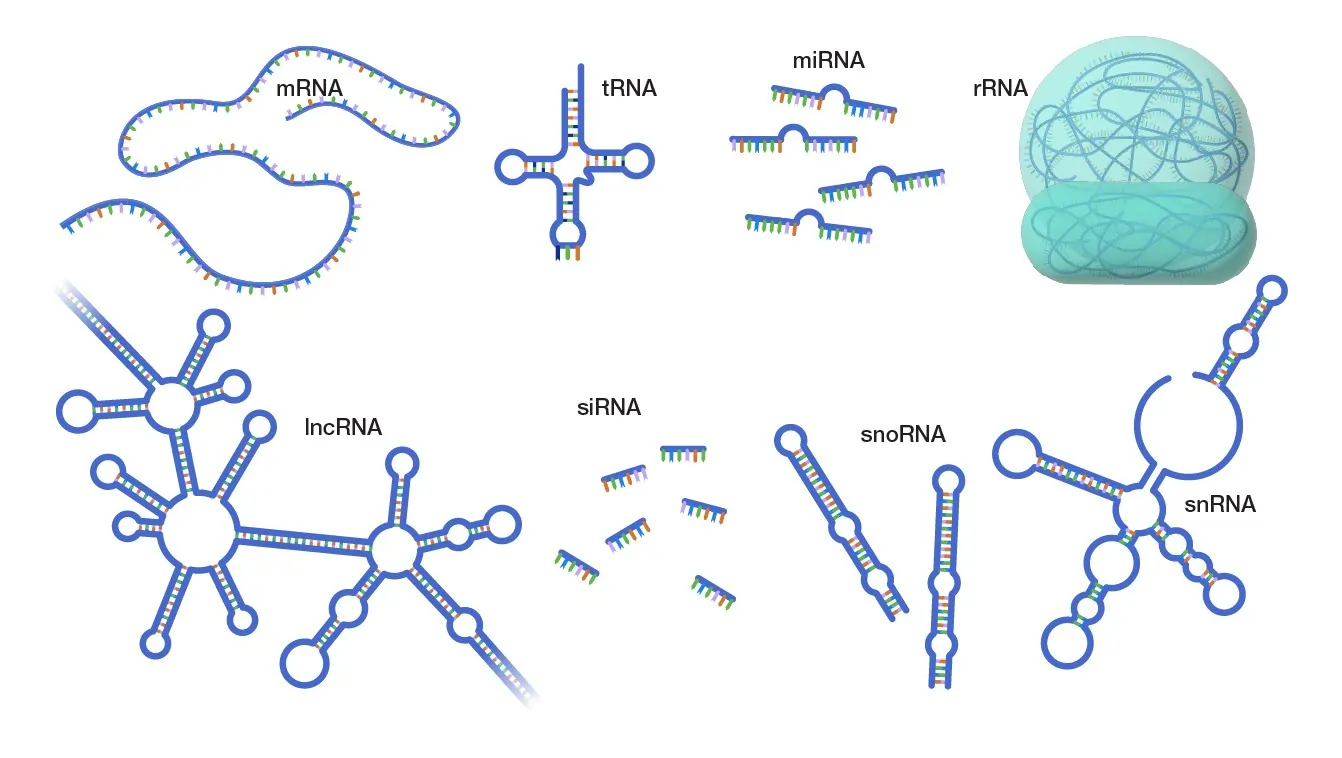 Types of RNA: mRNA, tRNA, miRNA, rRNA, lncRNA, siRNA, piRNA, snRNA, and snoRNA Types of RNA: Diversity in Form and Function