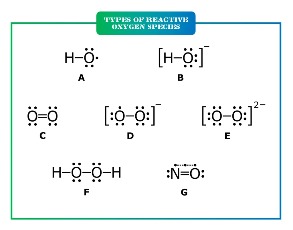 Types of Reactive Oxygen Species (ROS)