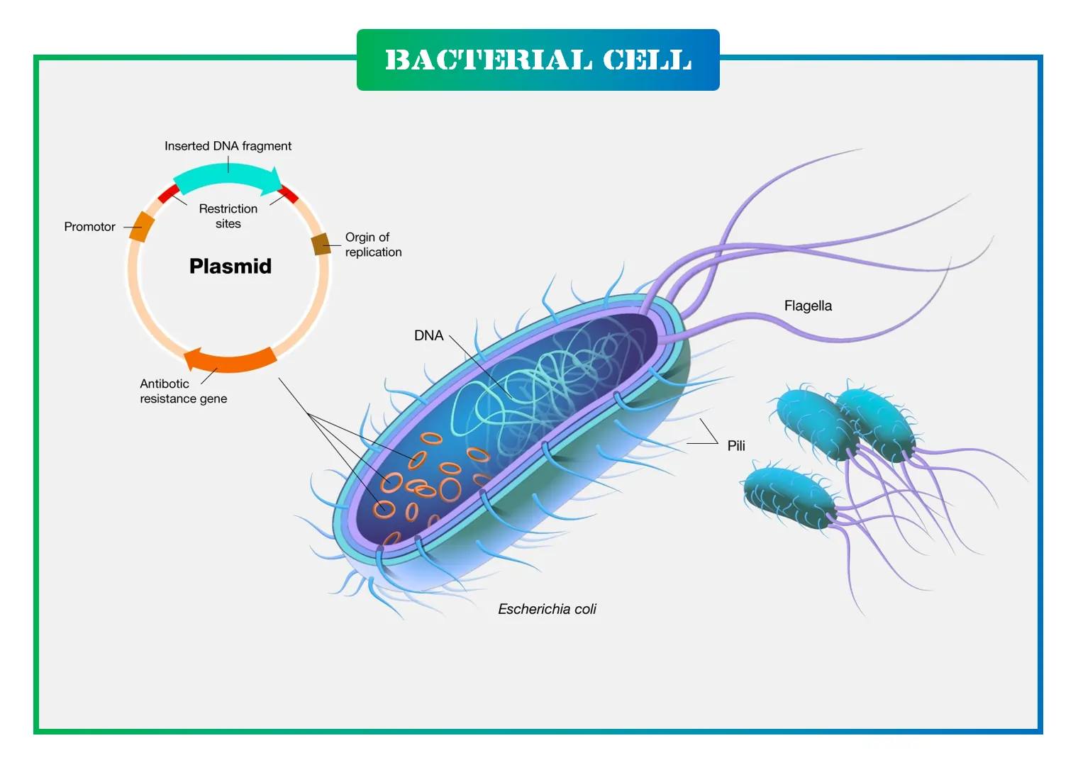 What Are Plasmids? What Are Plasmids?
