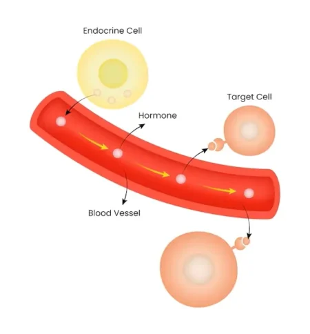 Endocrine Signaling: Mechanisms, Types, and Role in Human Health diagram-of-endocrine-cell-produces-hormone-cell