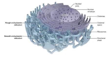 Endoplasmic Reticulum: Structure, Types, and Functions Explained Structure of the Endoplasmic Reticulum