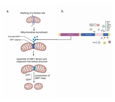 Mitochondrial Fission