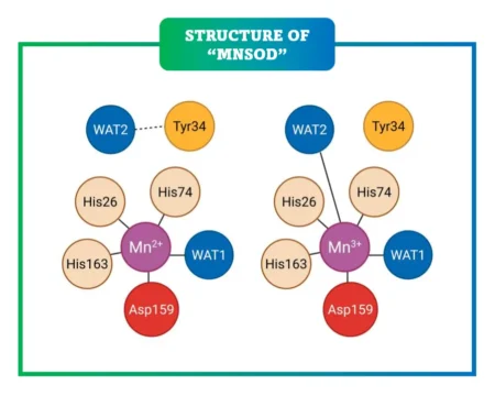 Structure of MnSOD