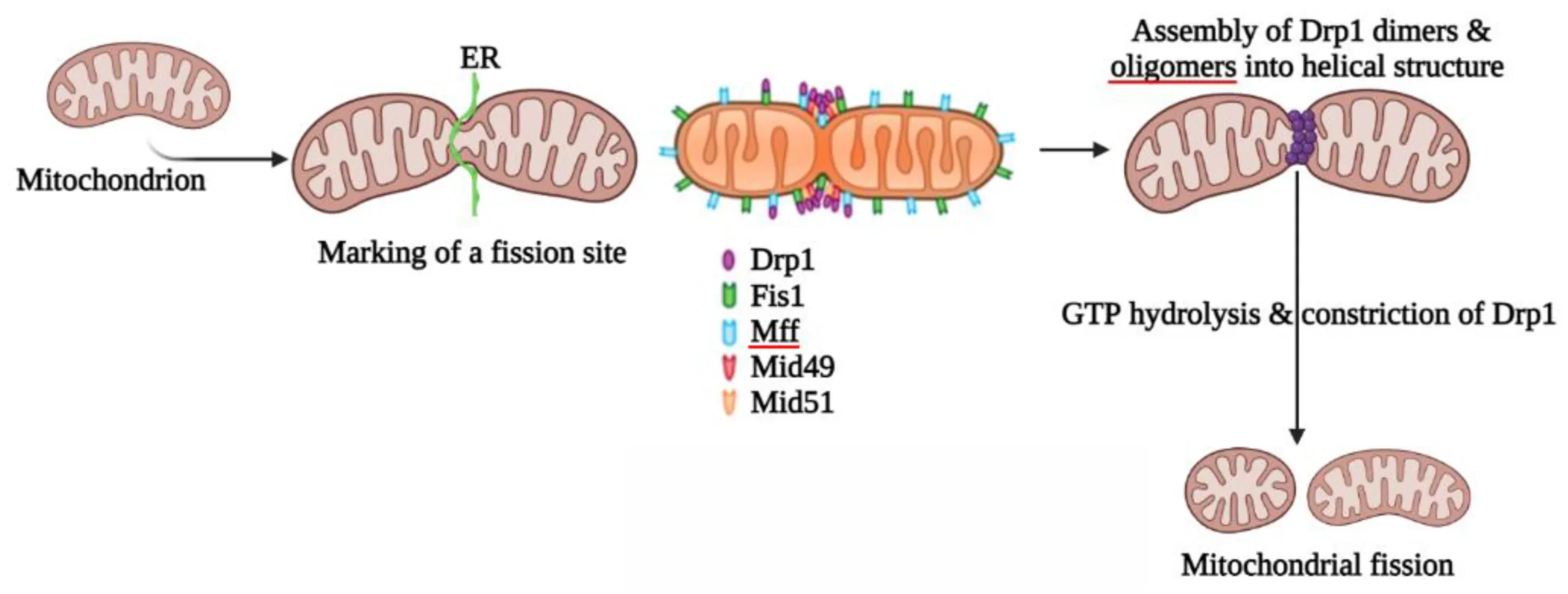 The Intricate Mechanism Behind DRP1-Mediated Mitochondrial Fission