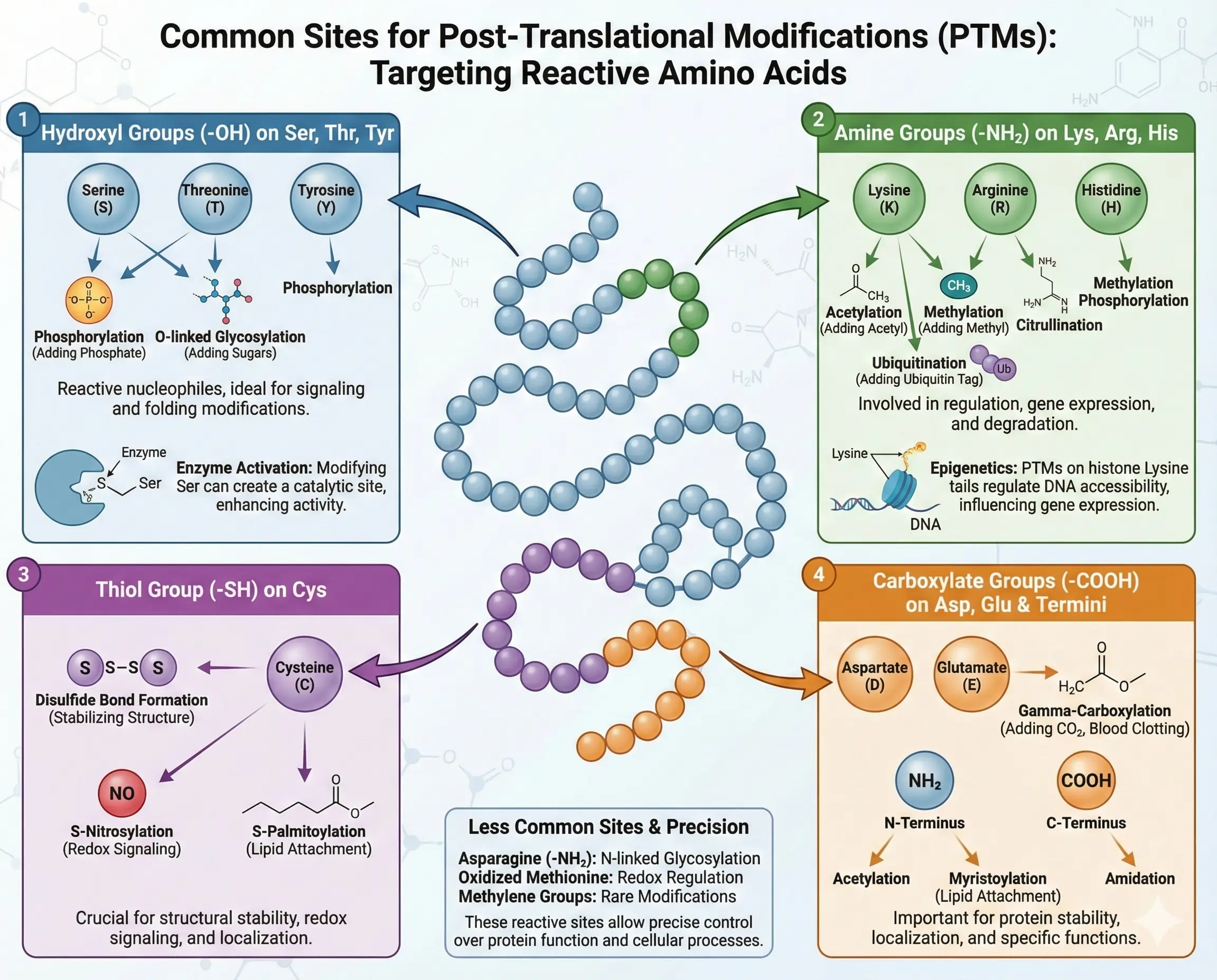 Common Sites for Post-Translational Modifications Common Sites for Post-Translational Modifications