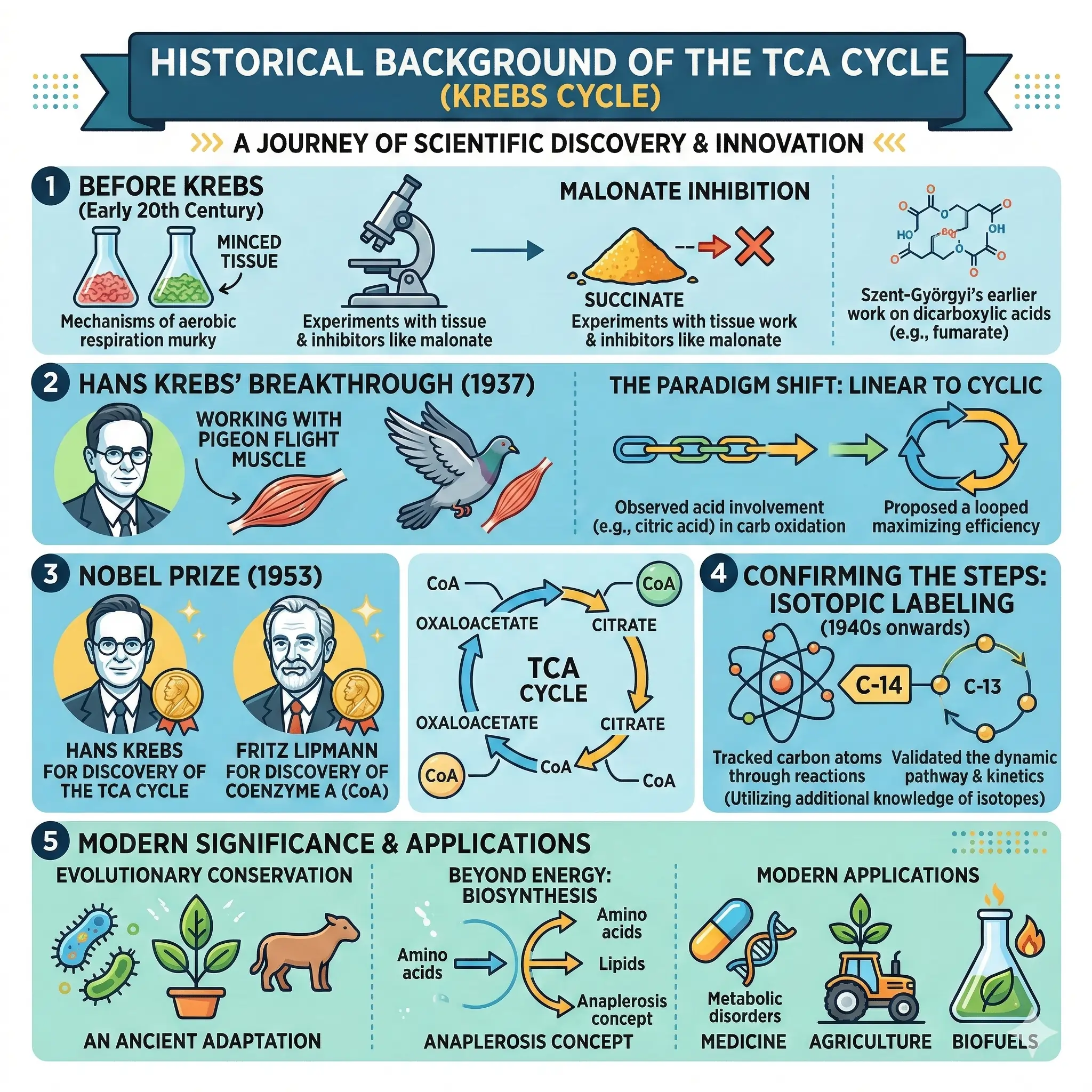 Historical Background of the TCA Cycle Historical Background of the TCA Cycle