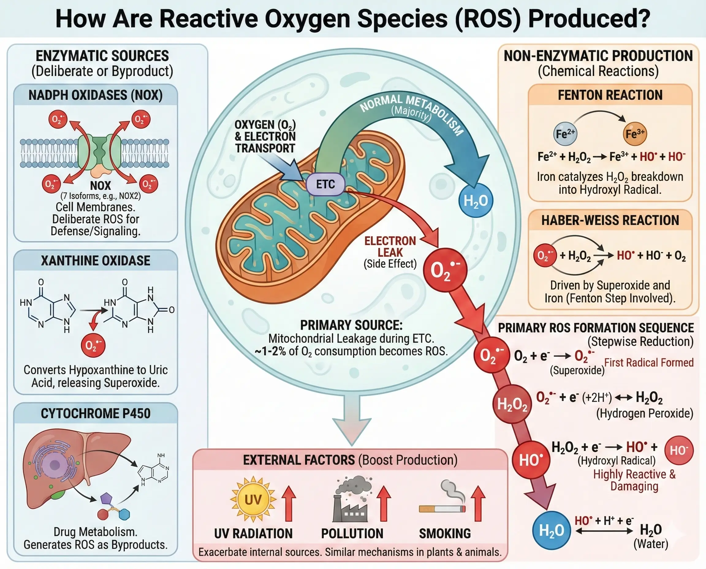 How Are Reactive Oxygen Species (ROS) Produced