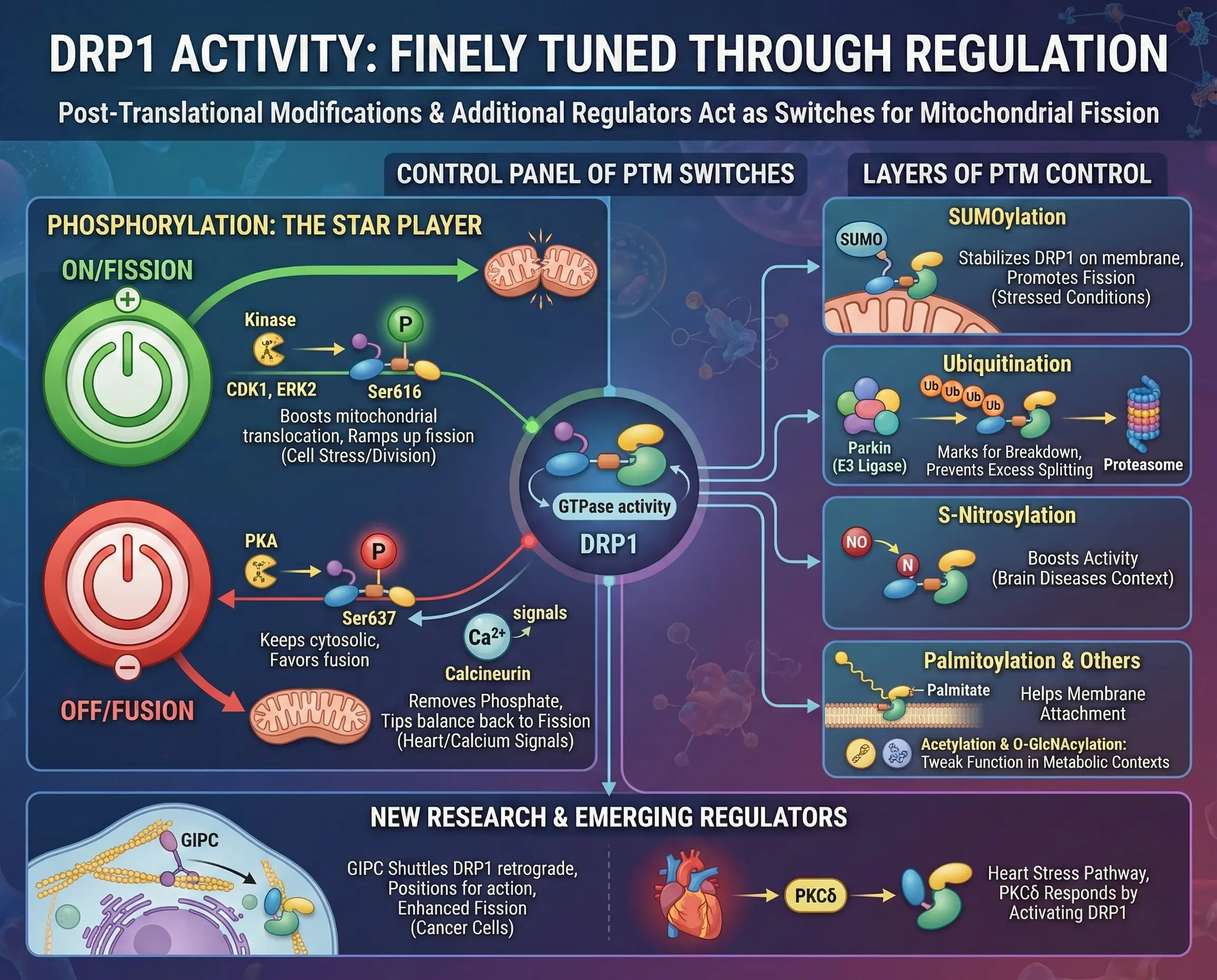 How DRP1 Activity is Finely Tuned Through Regulation