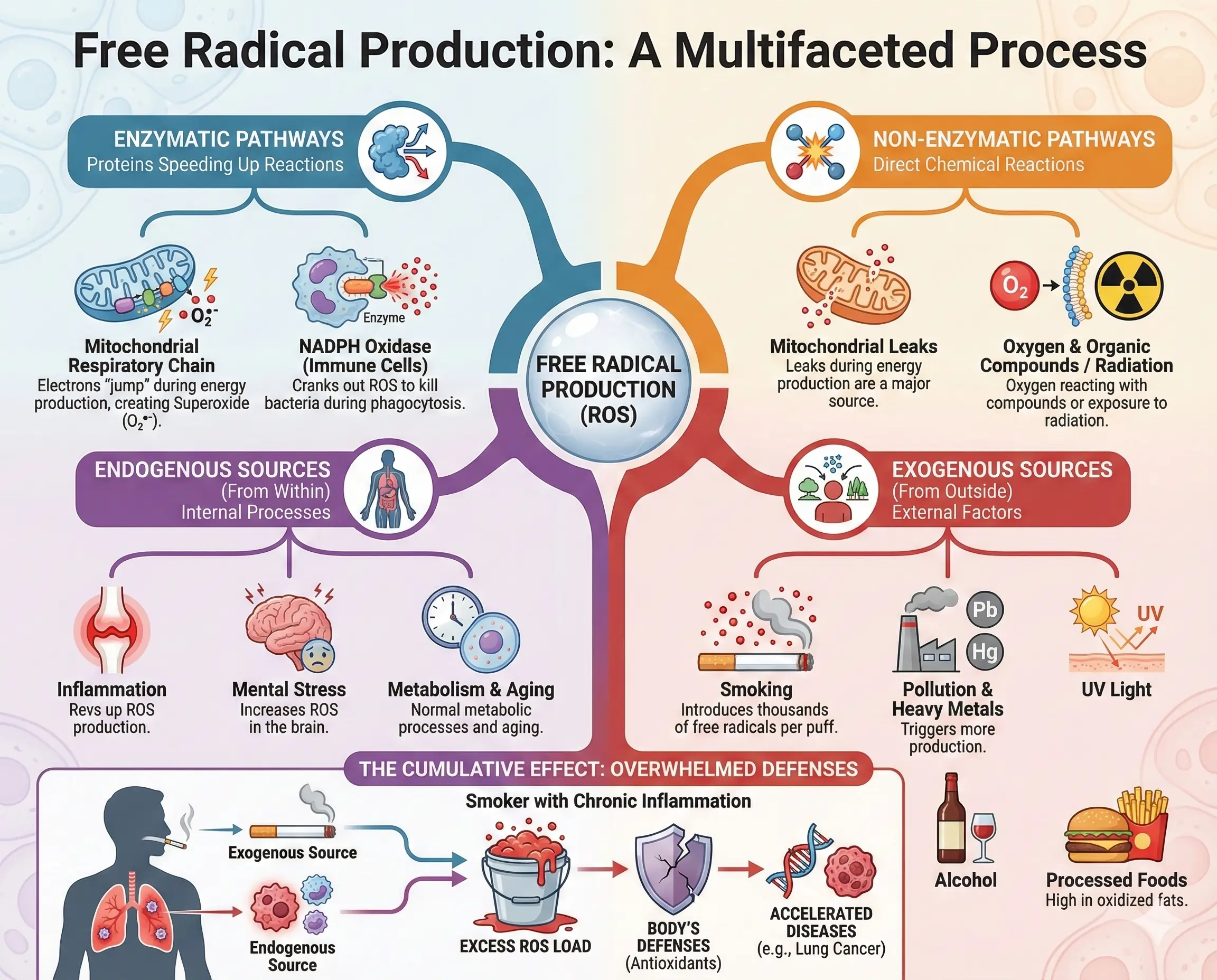 How Free Radicals Are Produced Enzymatic and Non-Enzymatic Pathways