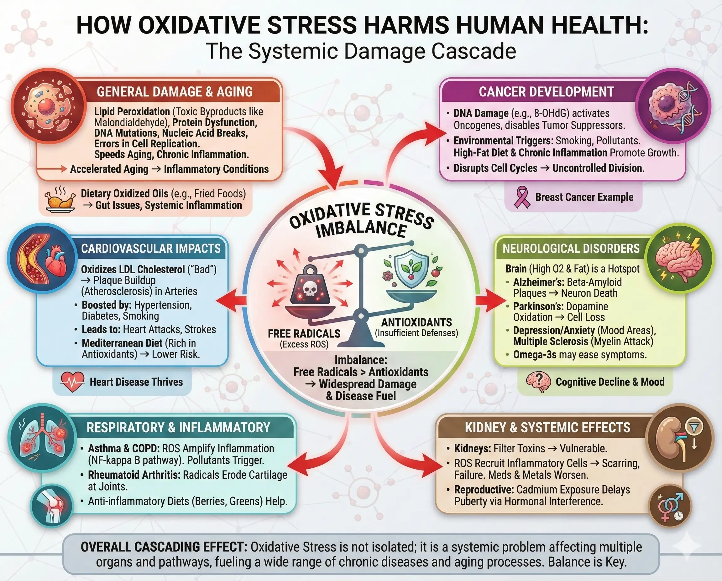 How Oxidative Stress Harms Human Health