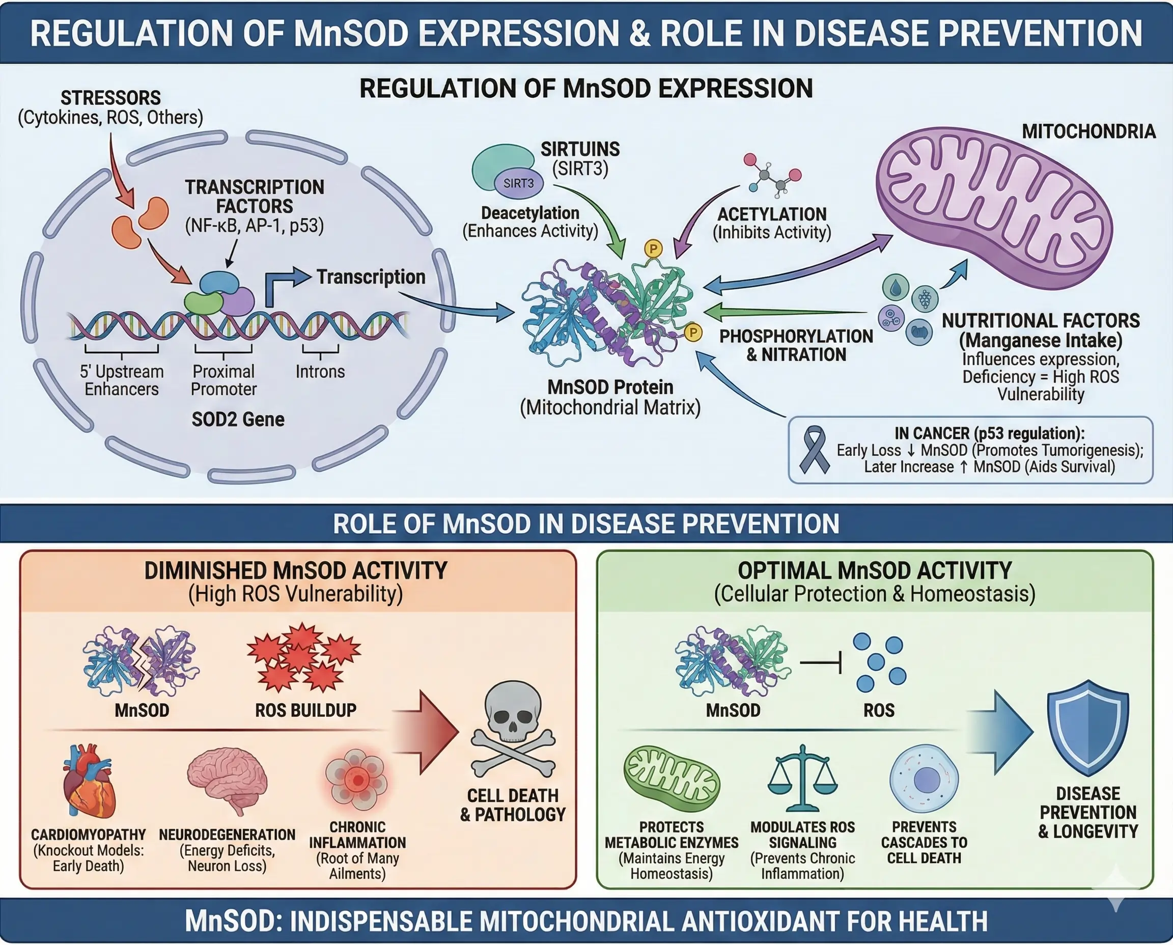 Regulation of MnSOD Expression and Role of MnSOD in Disease Prevention Regulation of MnSOD Expression and Role of MnSOD in Disease Prevention