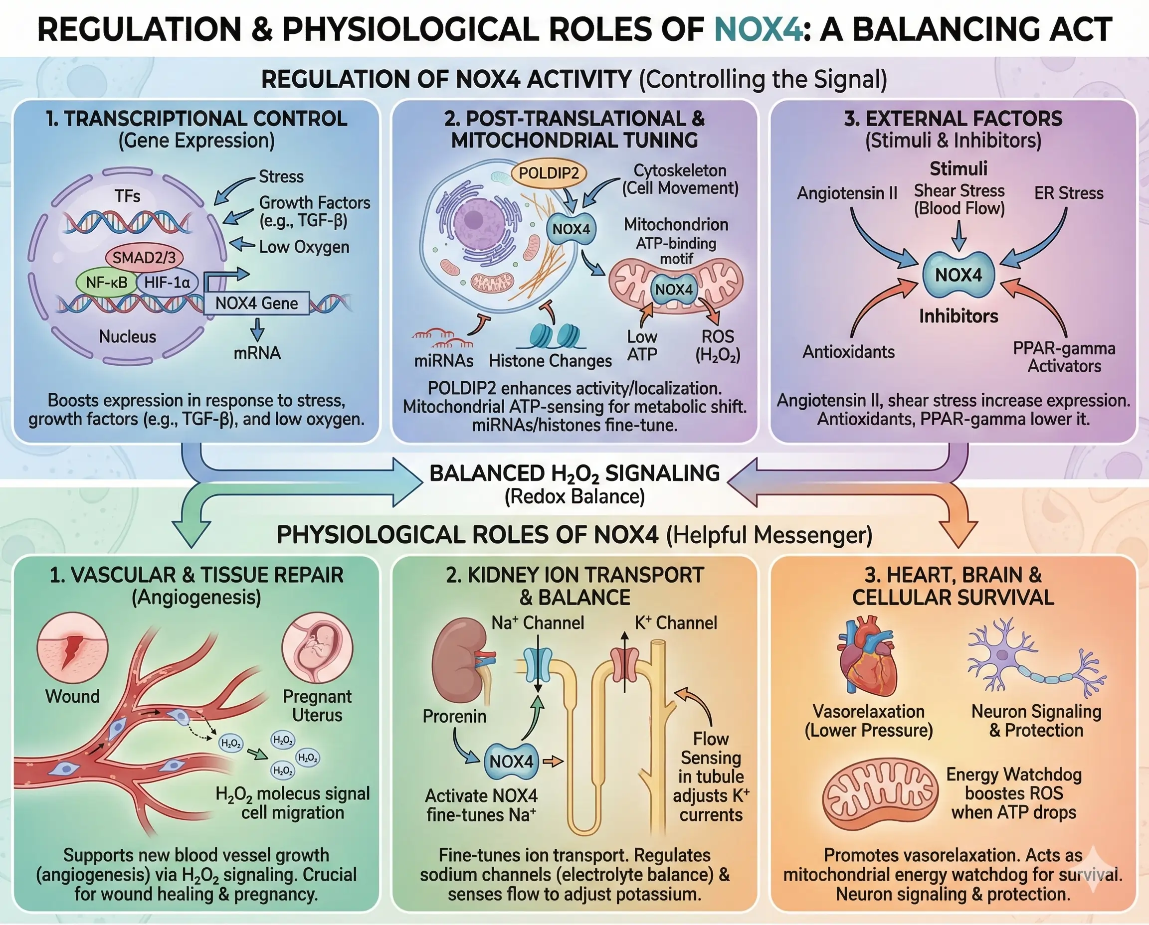 Regulation of NOX4 Activity and Physiological Roles of NOX4