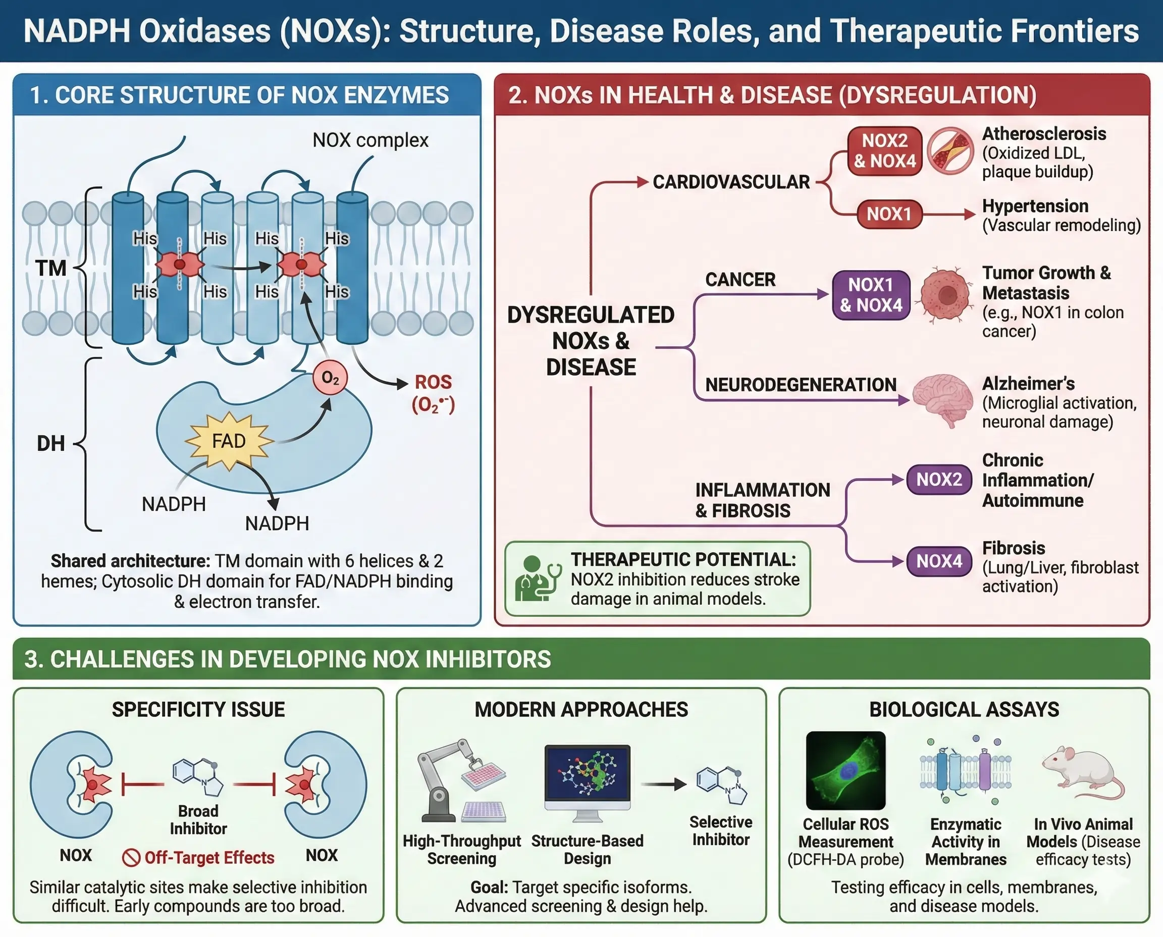 Structure, Disease Role, and Therapeutic Frontier of NADPH Oxidases