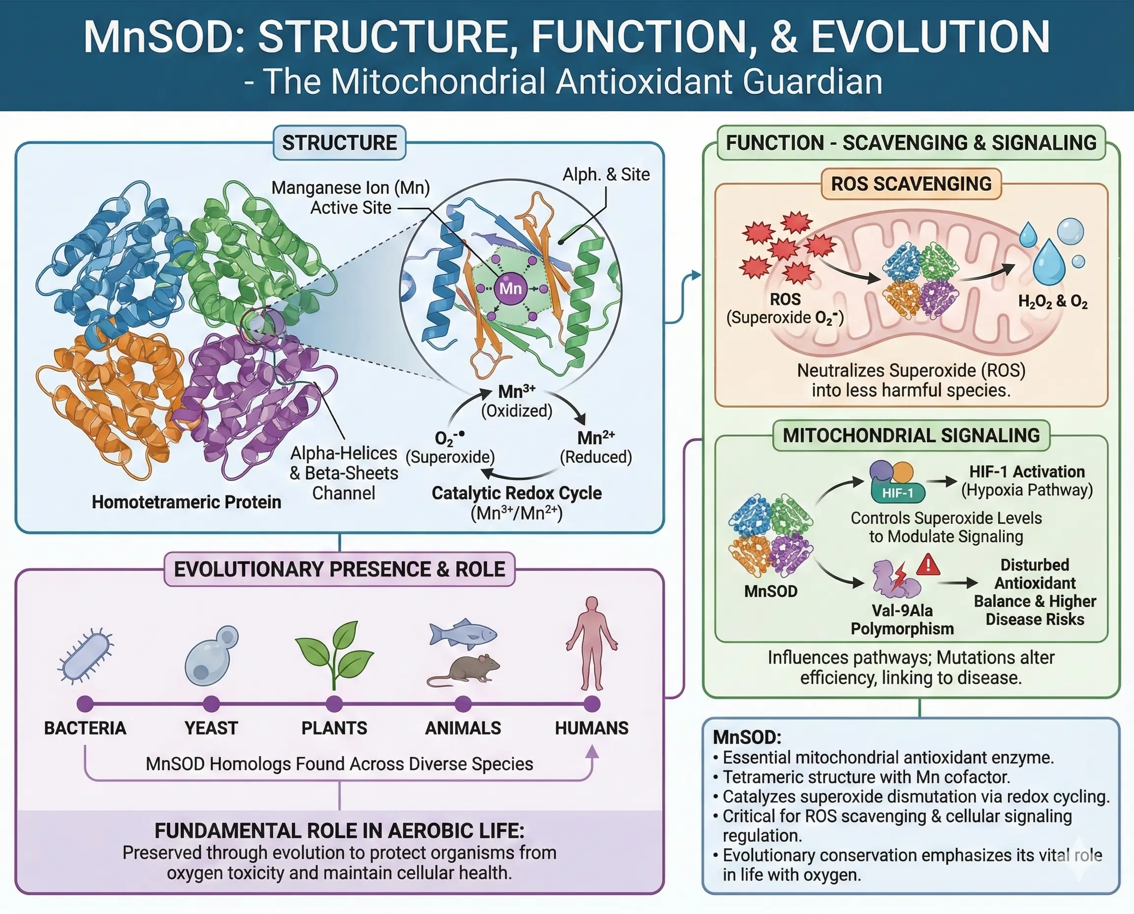 Structure and Function of MnSOD Structure and Function of MnSOD