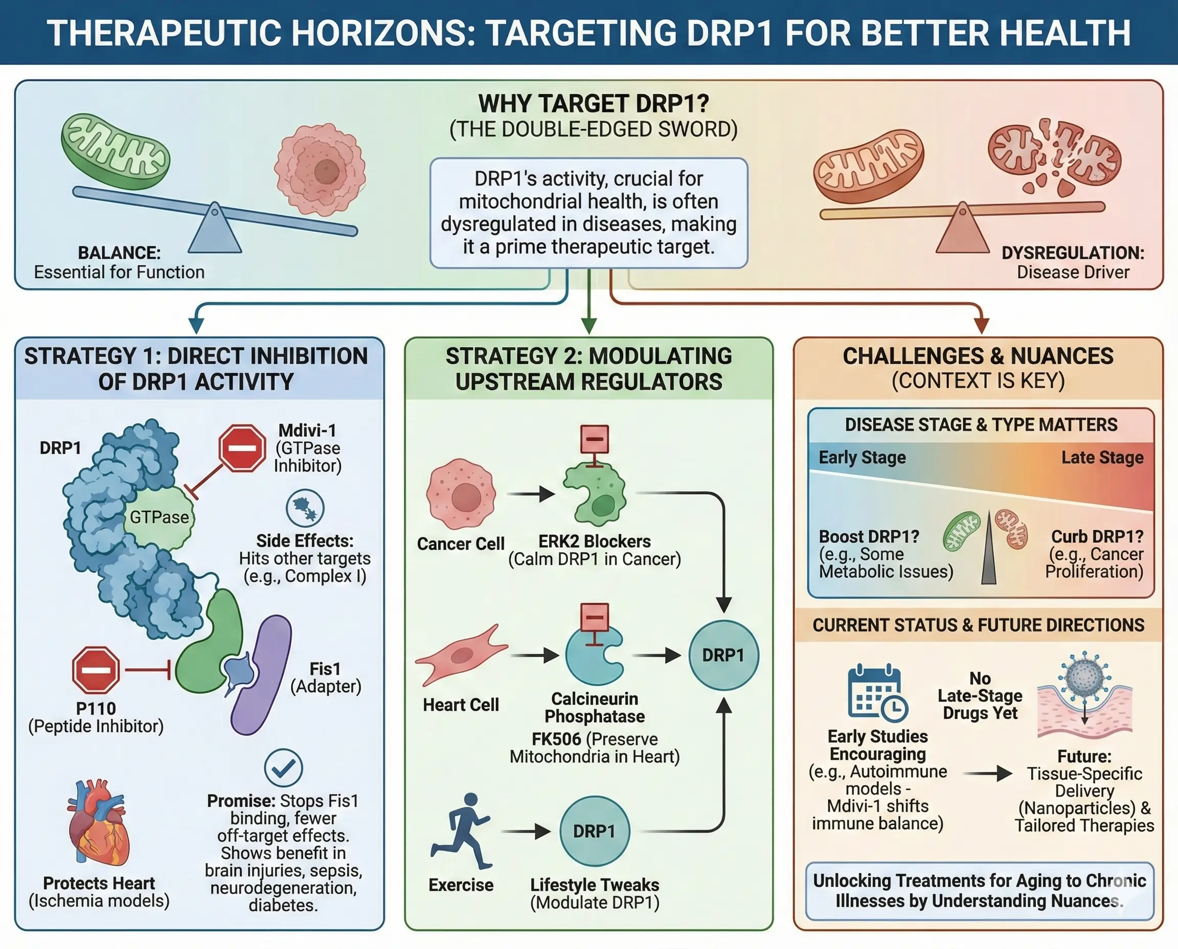 Targeting DRP1 for Better Health