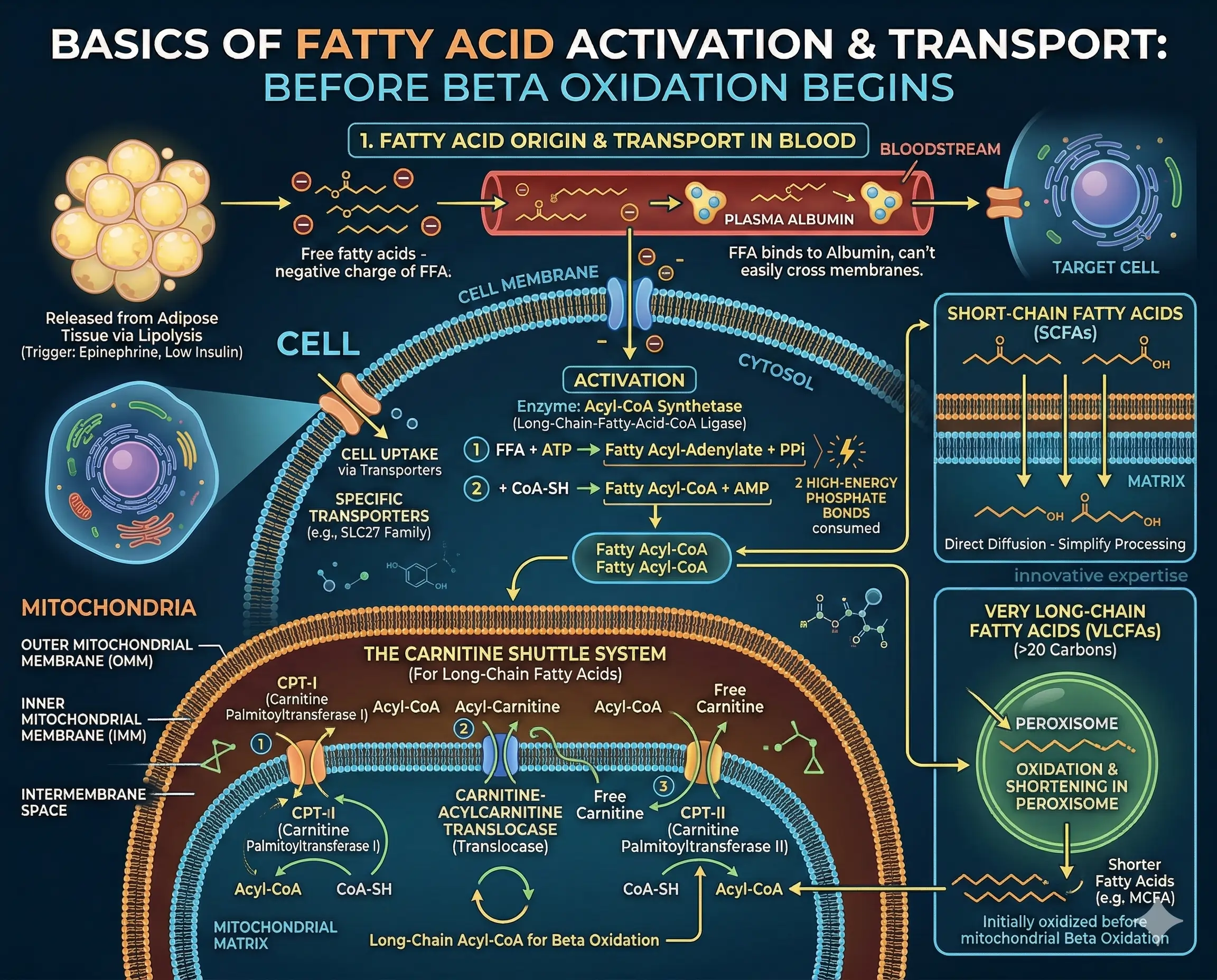 The Basics of Fatty Acid Activation and Transport The Basics of Fatty Acid Activation and Transport