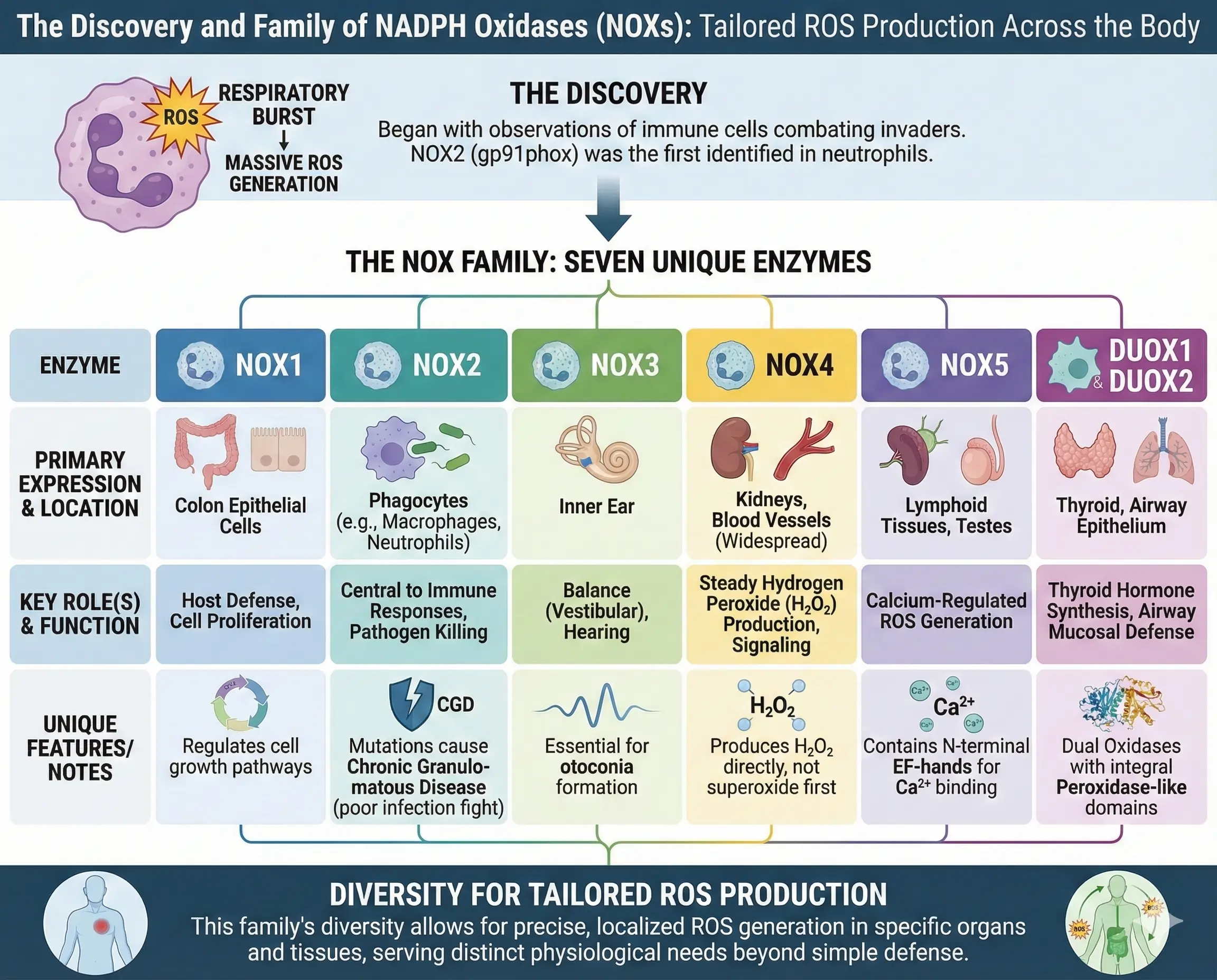 The Discovery and Family of NADPH Oxidases