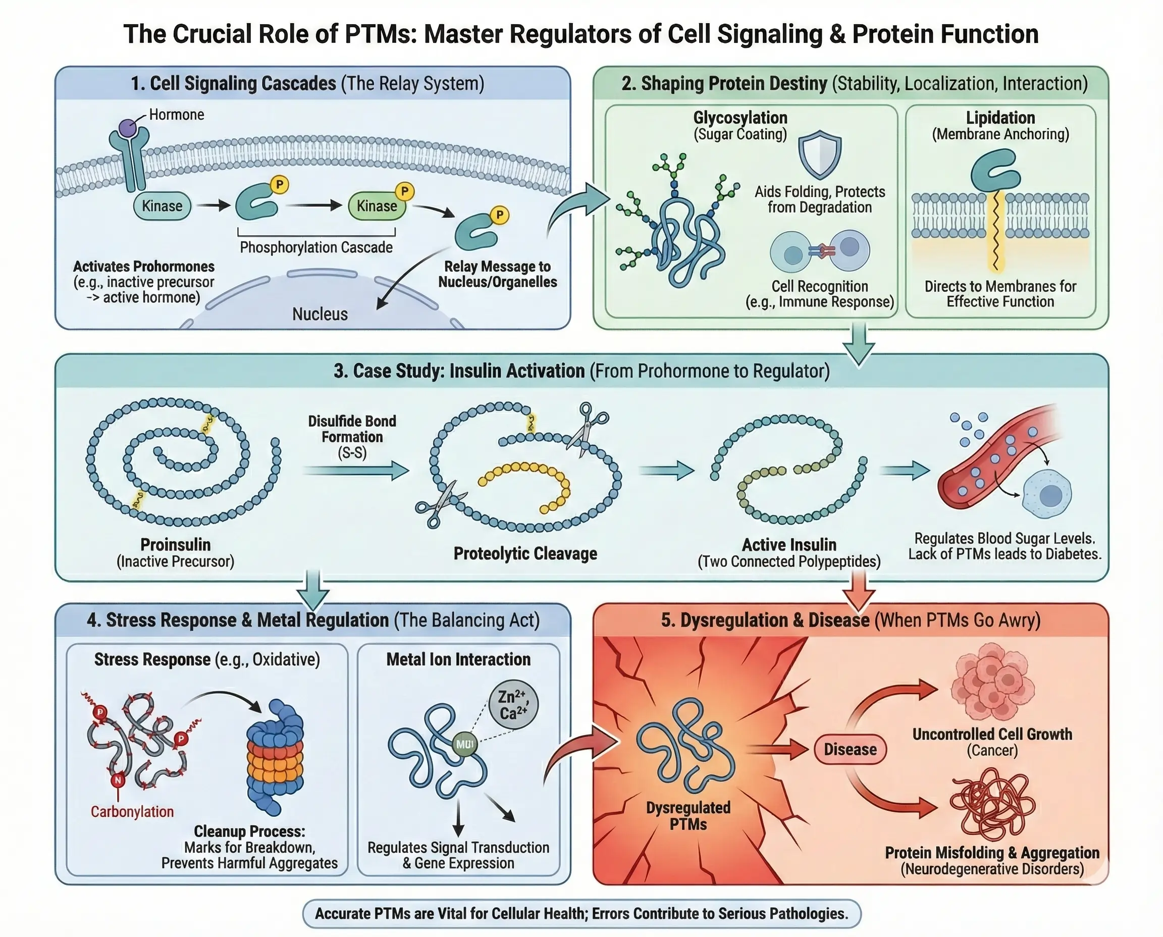 Importance of PTMs in Cell Signaling The Importance of PTMs in Cell Signaling and Beyond