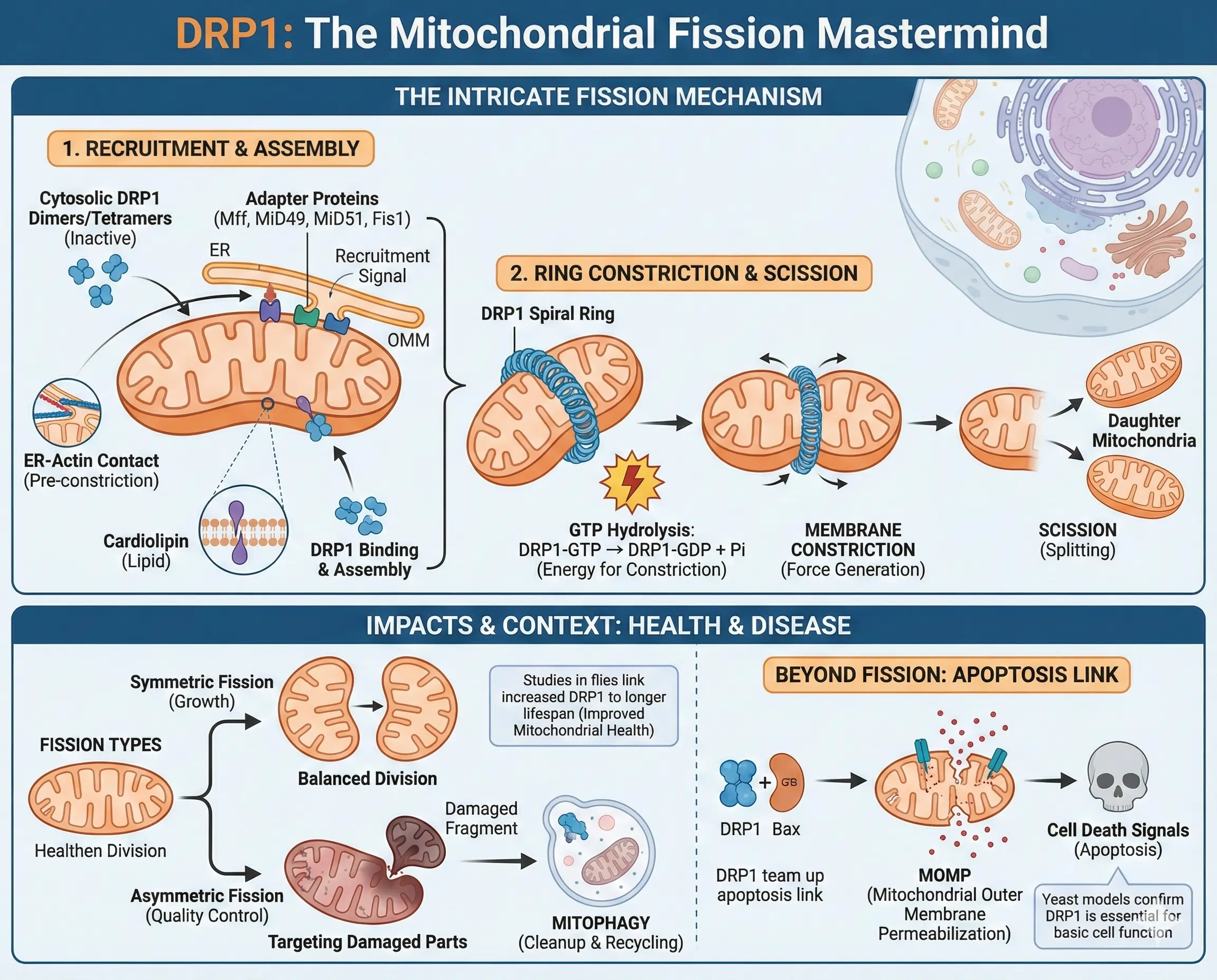 The Intricate Mechanism Behind DRP1-Mediated Mitochondrial Fission