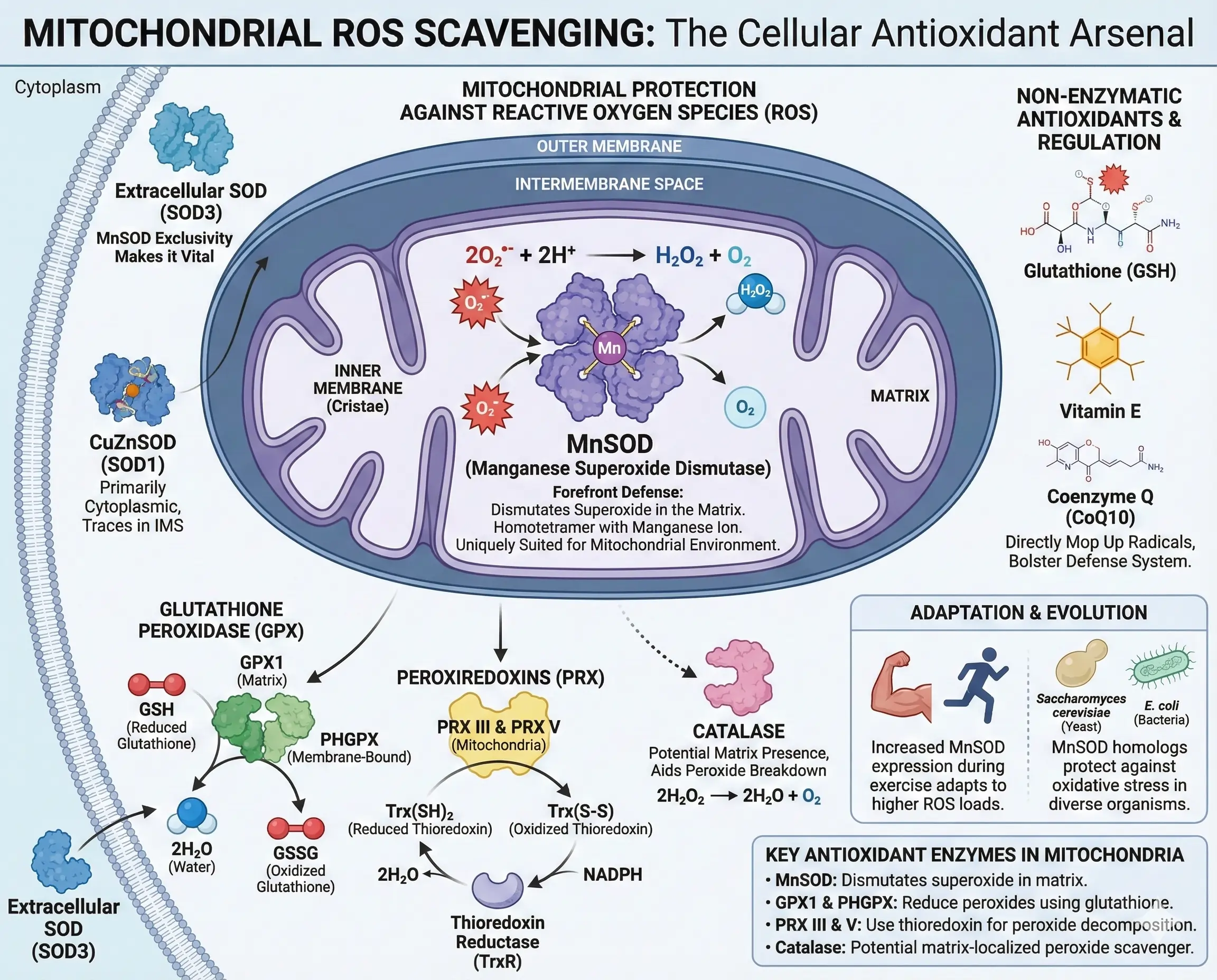 Ways to Scavenge Mitochondrial ROS Ways to Scavenge Mitochondrial ROS