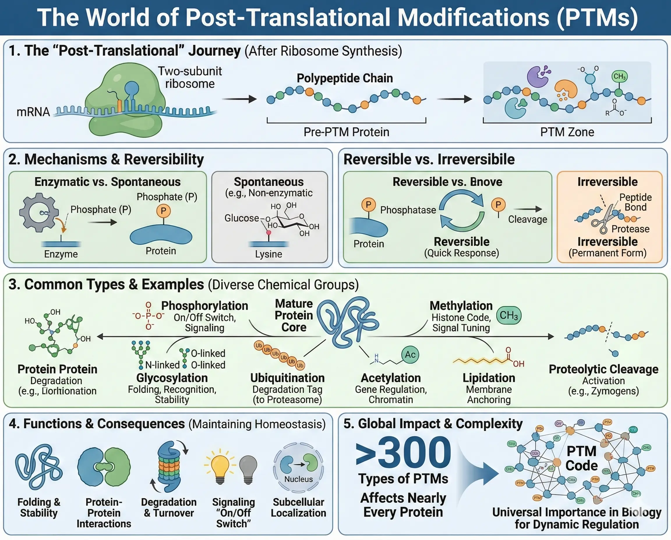 Post-Translational Modifications What Are Post-Translational Modifications