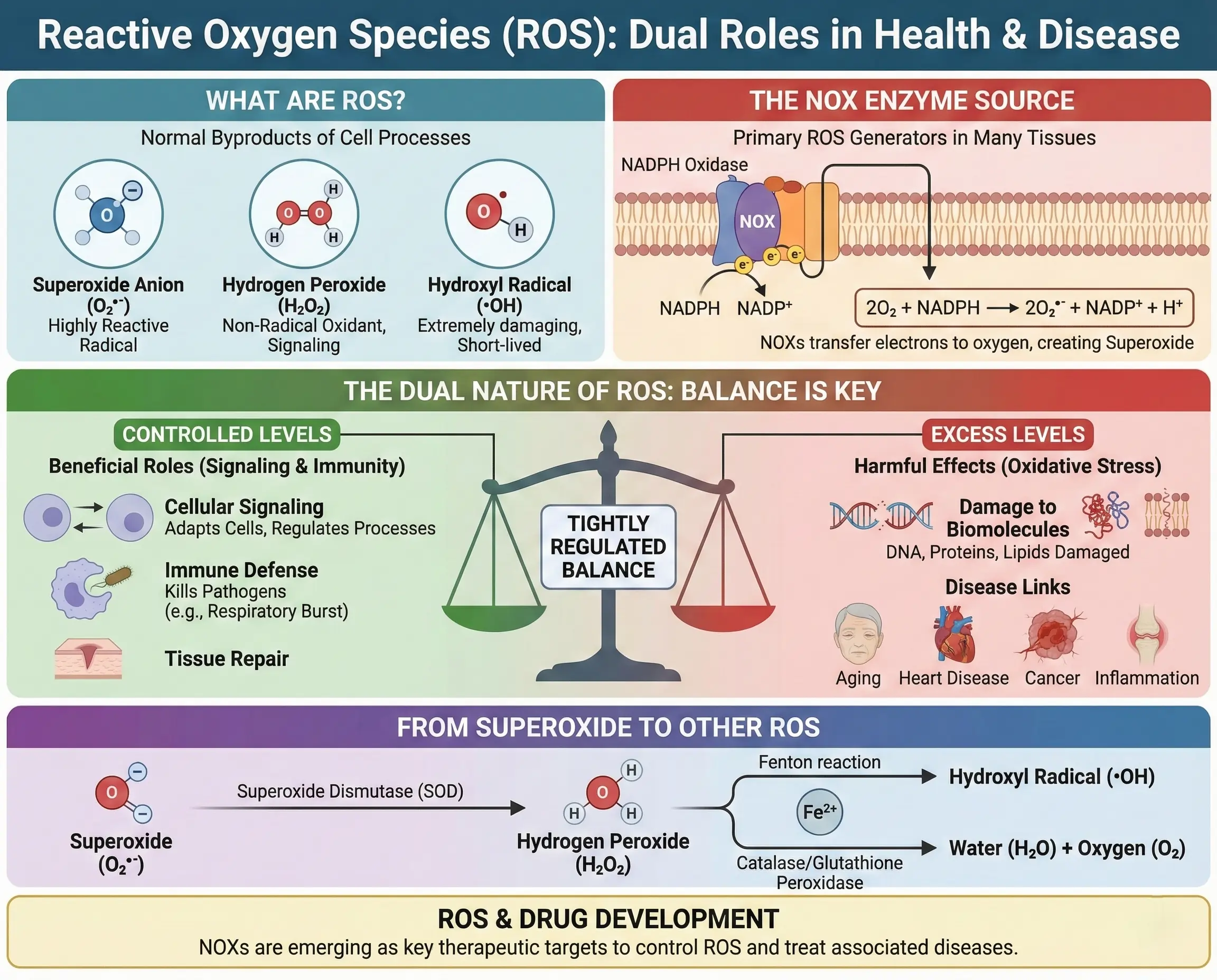 What Are Reactive Oxygen Species and Why Do They Matter?
