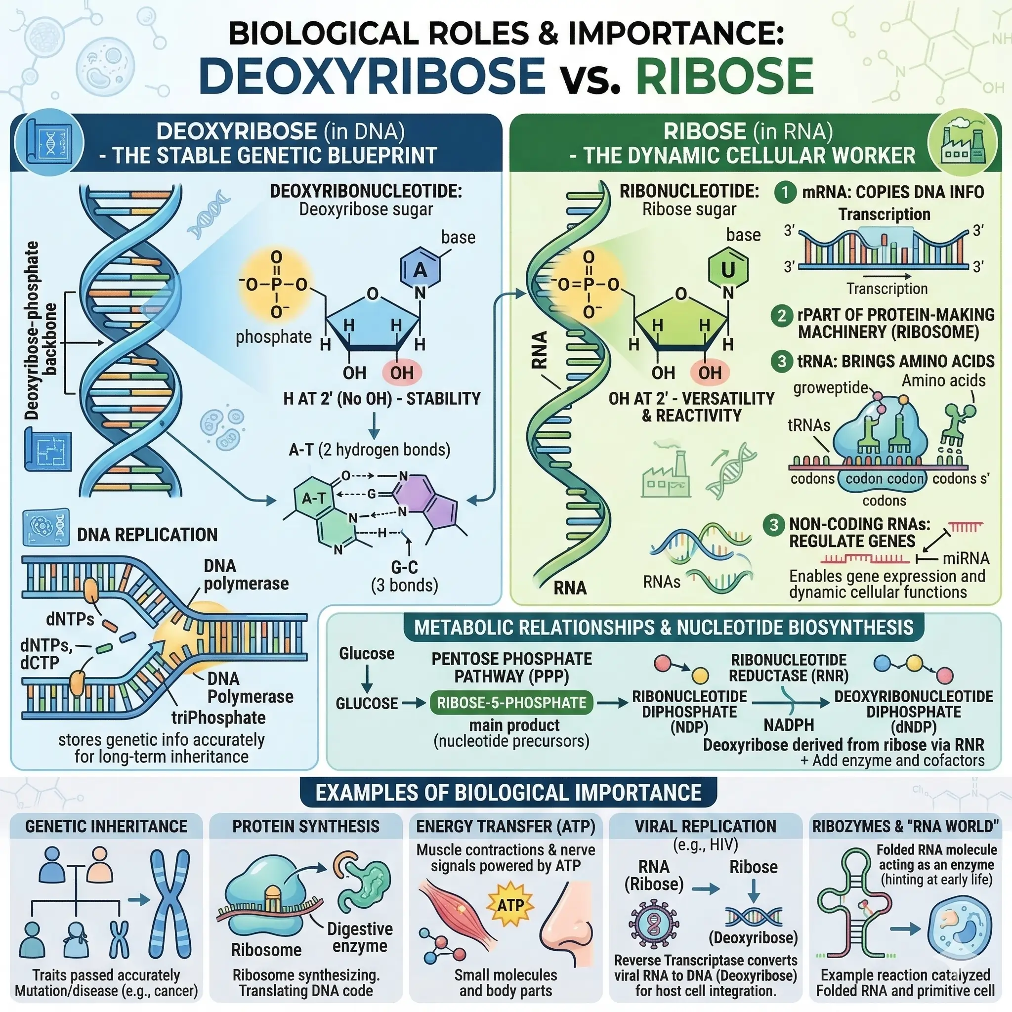Biological Roles and Importance of Deoxyribose and Ribose