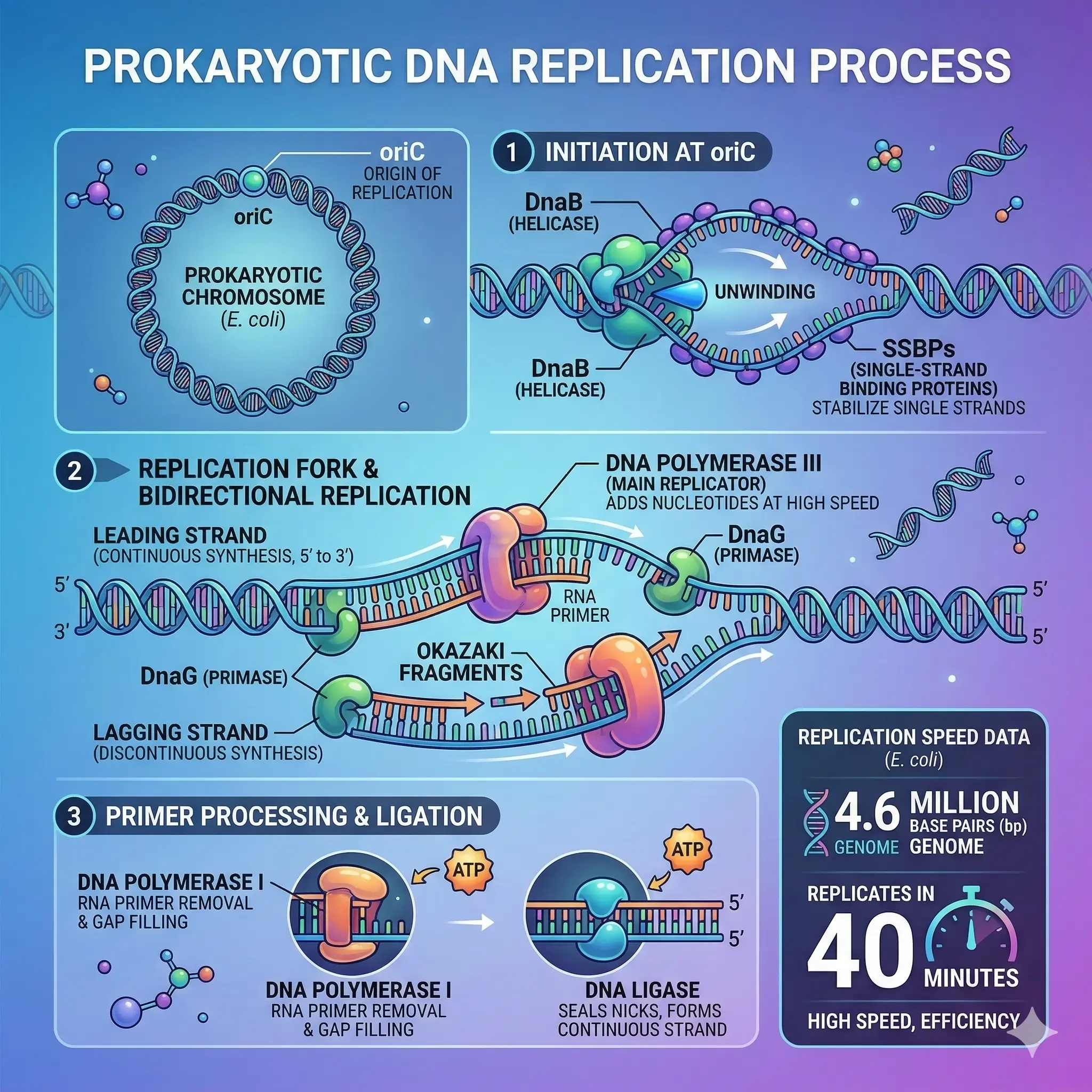 DNA Replication Process in Prokaryotes
