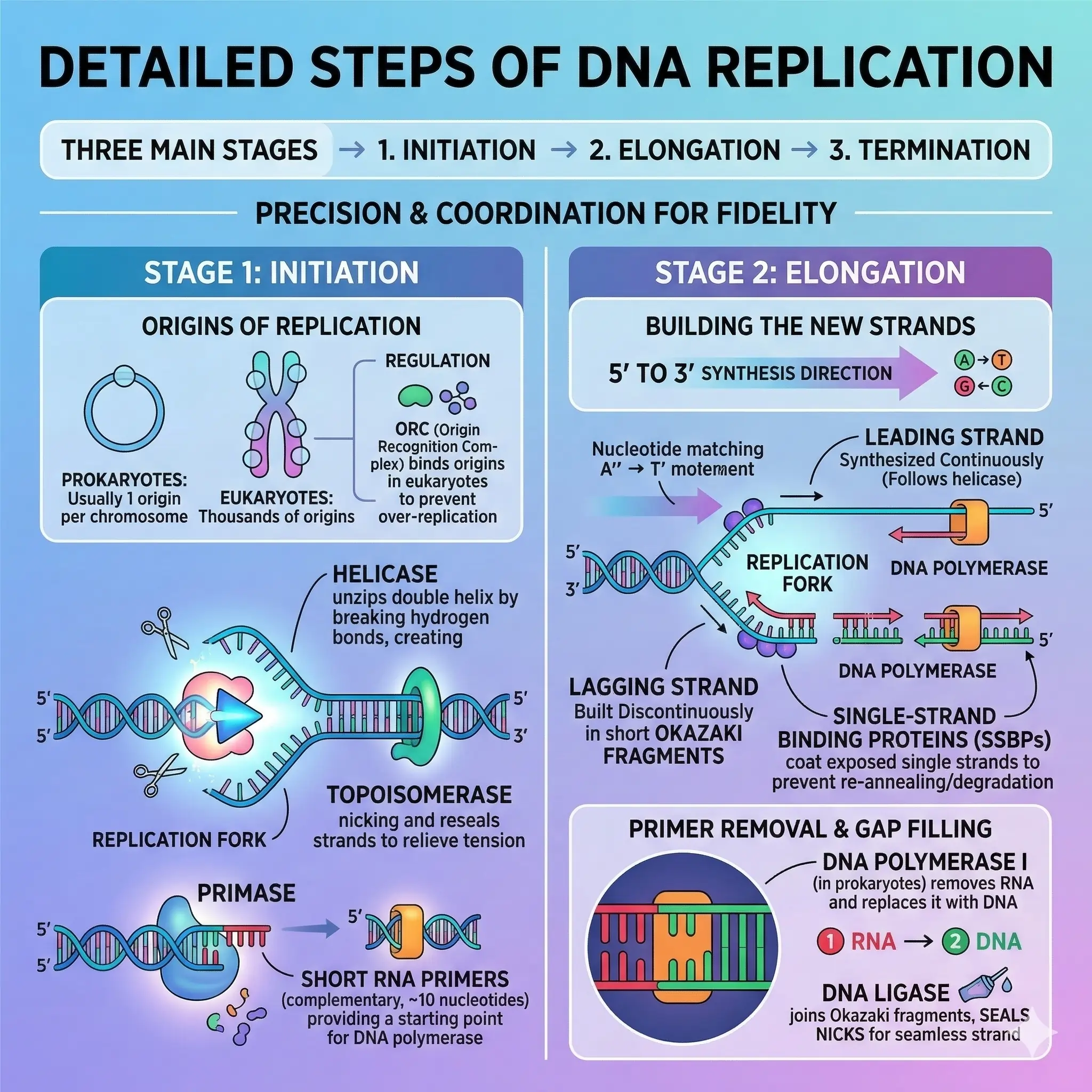 Detailed Steps of DNA Replication