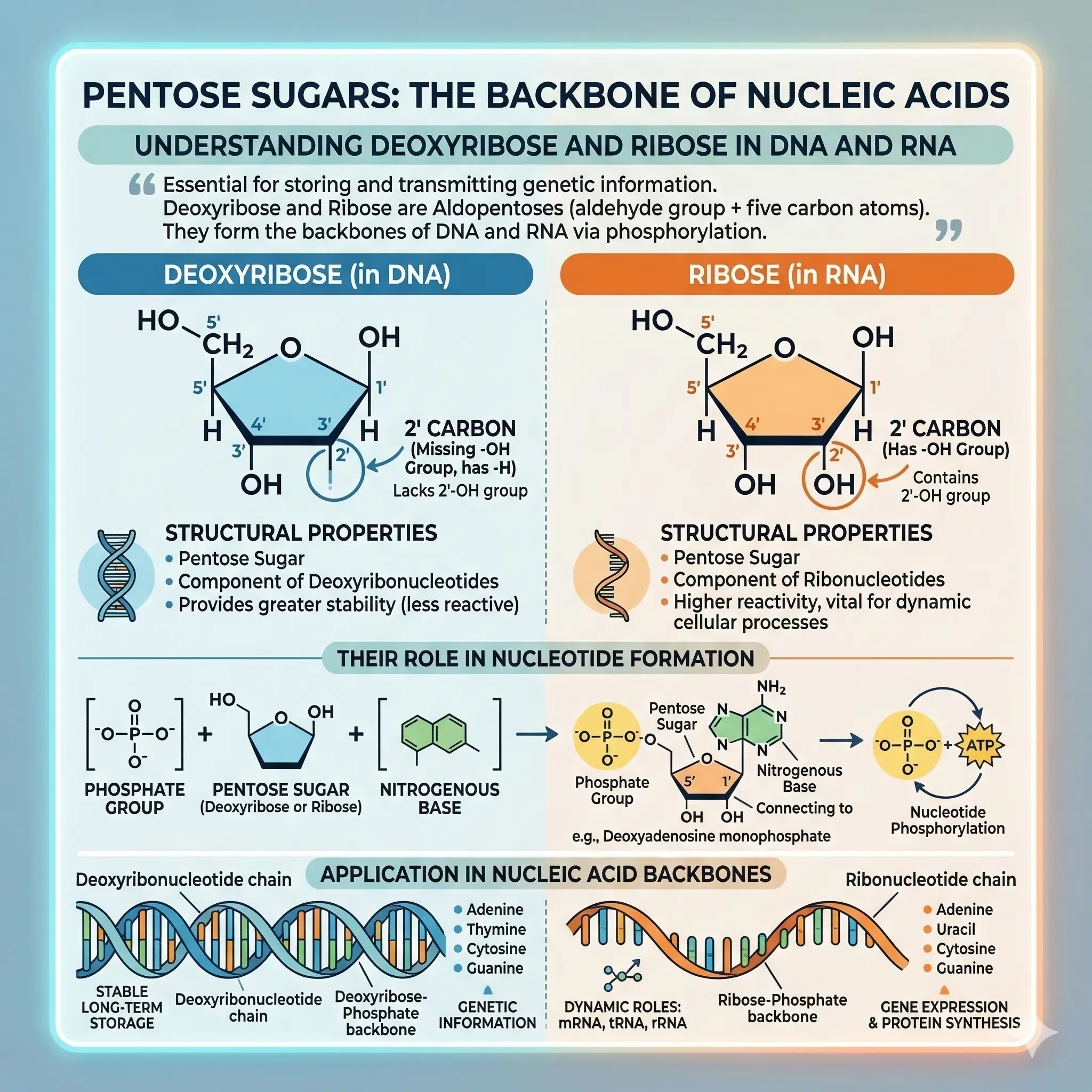 Pentose Sugars in Nucleic Acids