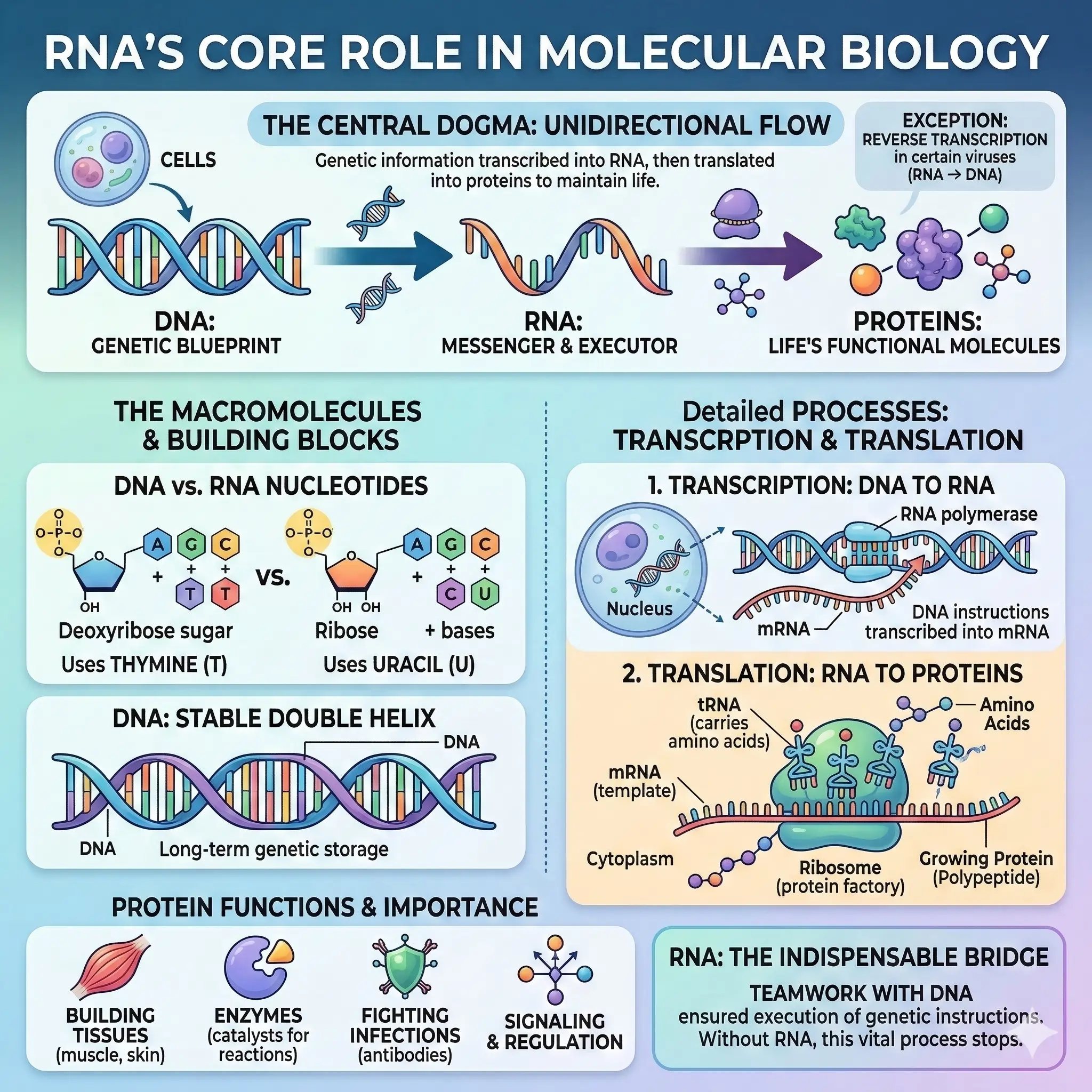 RNA’s Core Role in Molecular Biology RNA’s Core Role in Molecular Biology
