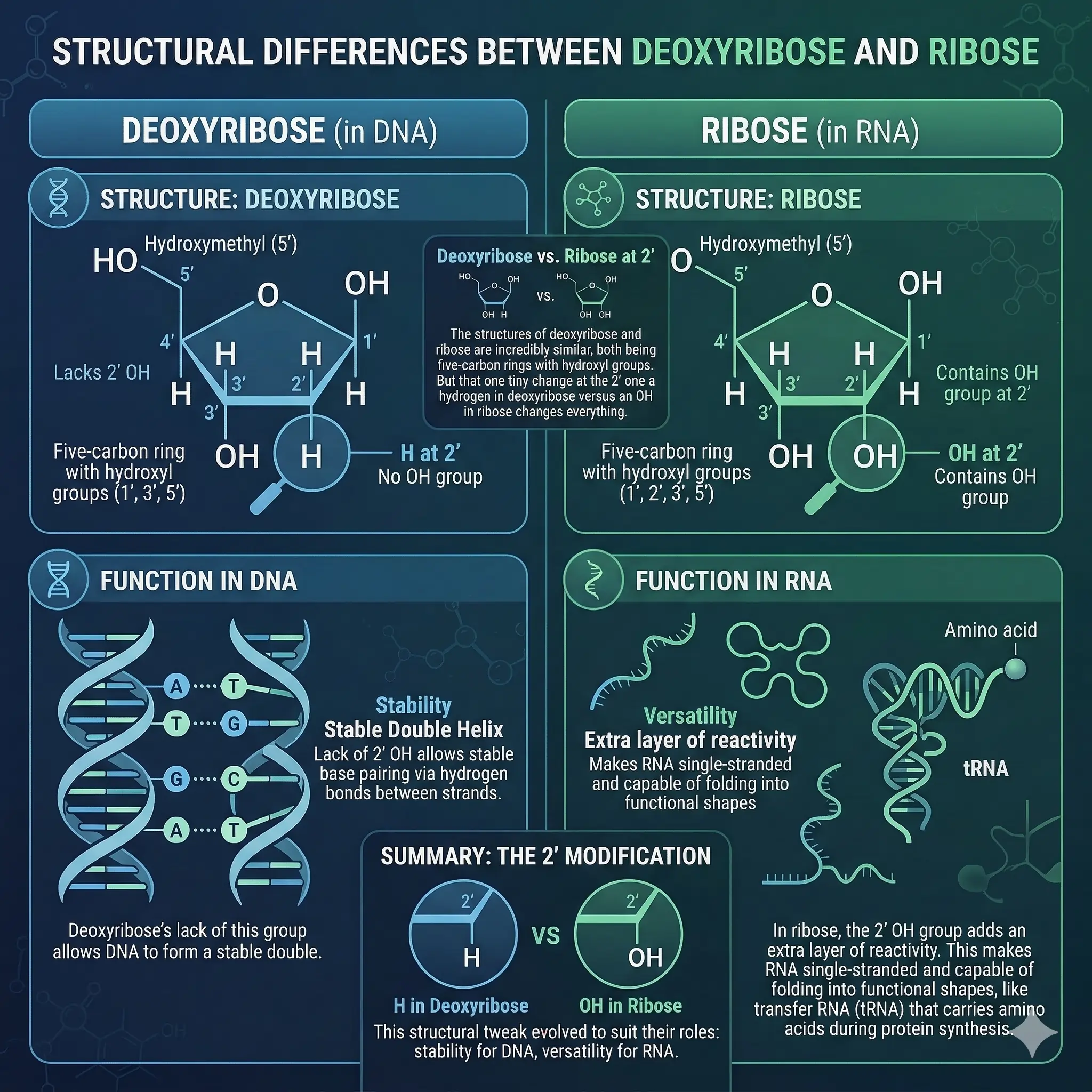 Structural Differences Between Deoxyribose and Ribose