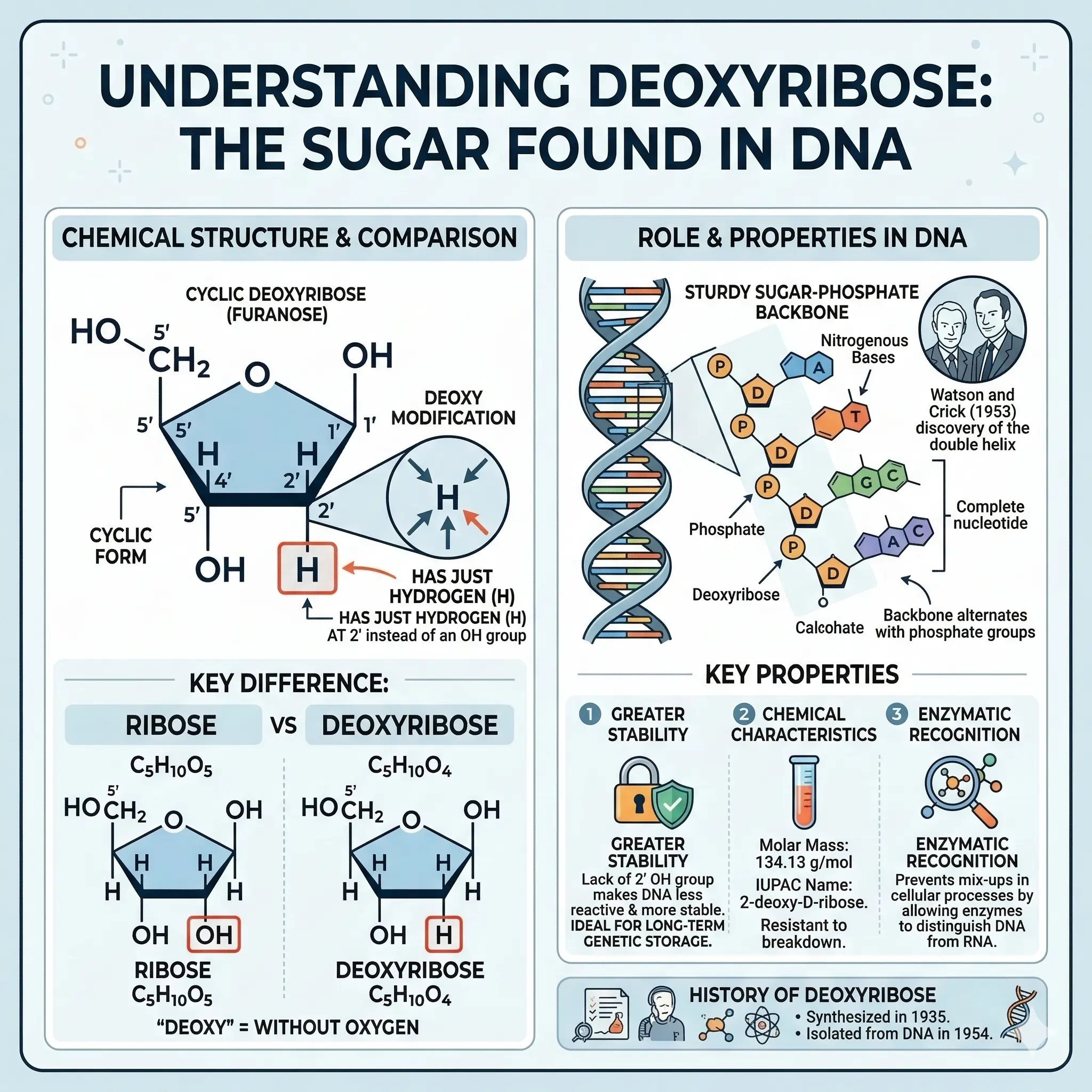 What is Deoxyribose?
