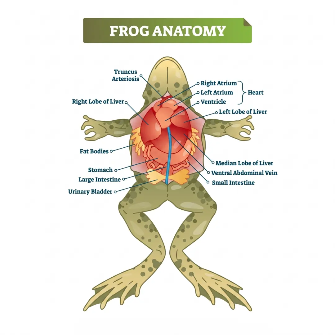 Anatomy of the Frog