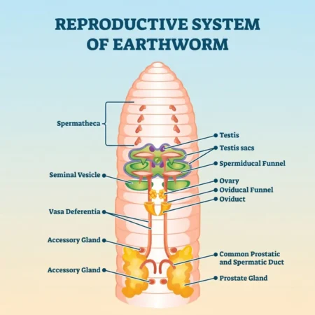 Reproductive System of Earthworms