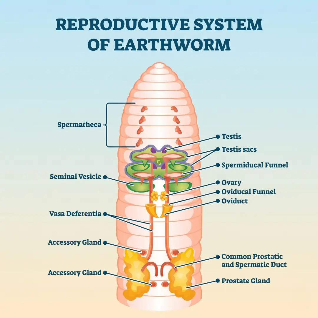 The Reproductive System of Earthworms Reproductive System of Earthworms
