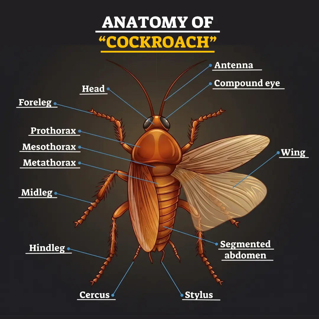 Anatomy of Cockroach