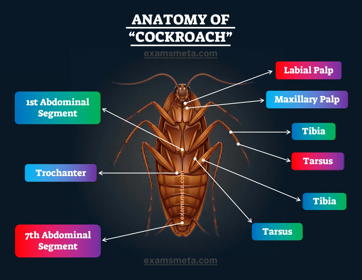 The Anatomy of a Cockroach Anatomy of a Cockroach
