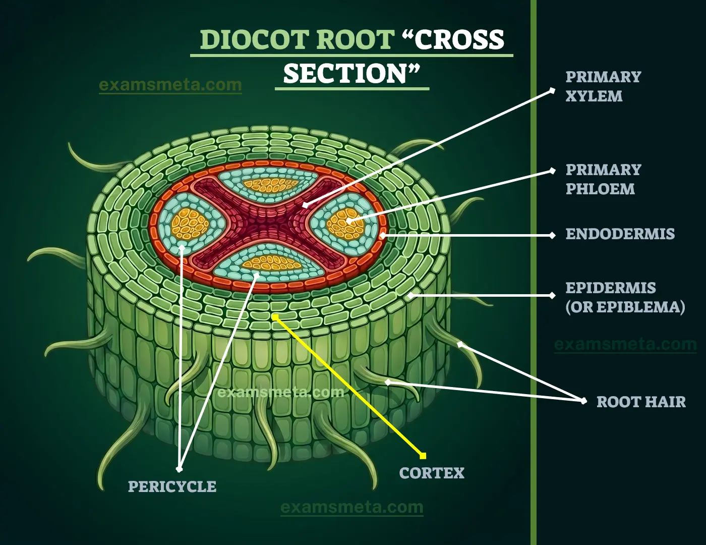 Cross Section of Dicot Root