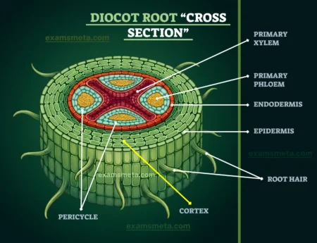 Cross Section of a Dicot Root