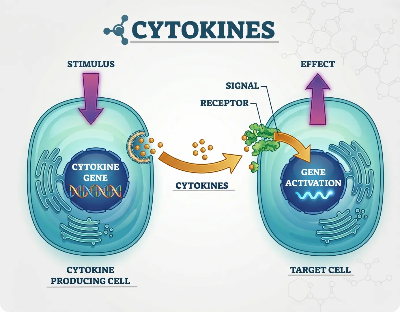 Cytokines: Paracrine Signaling