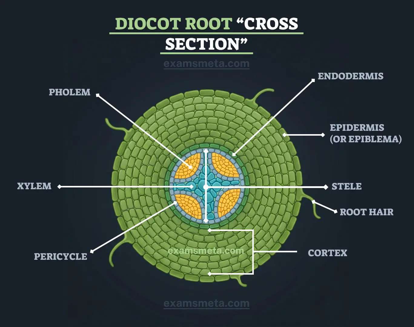 Dicot Root Cross Section