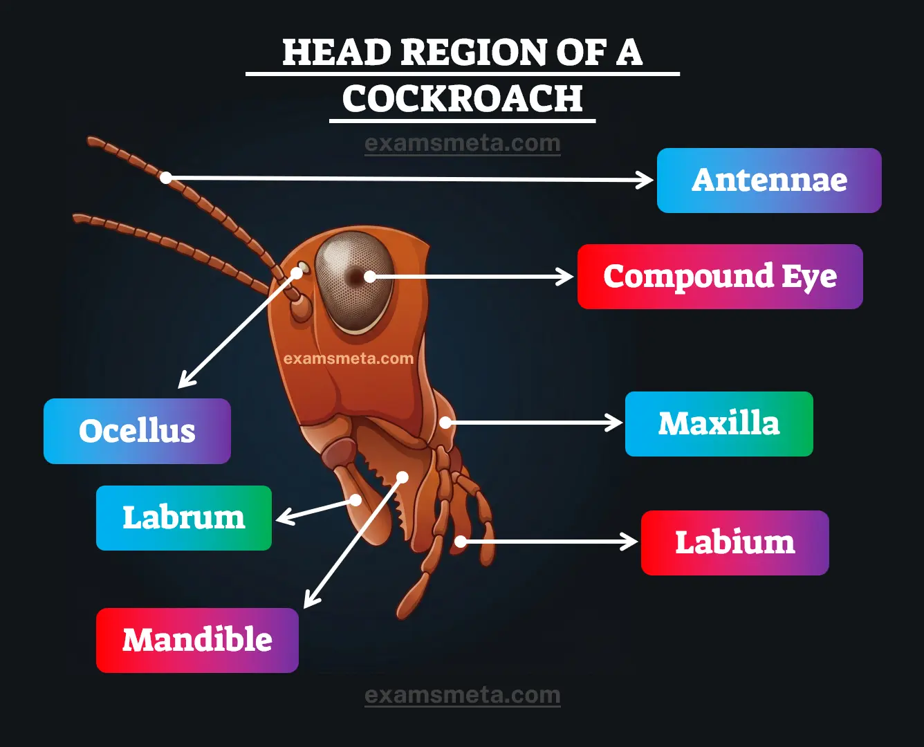 Head Region of a Cockroach