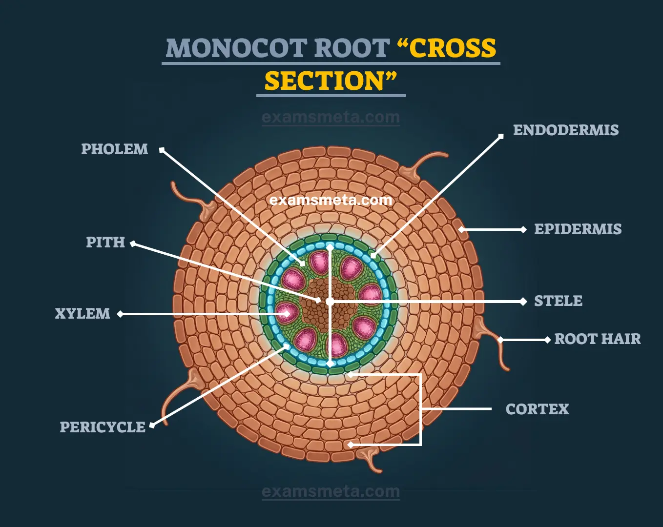 Monocot Root Cross-Section Monocot Root Cross Section